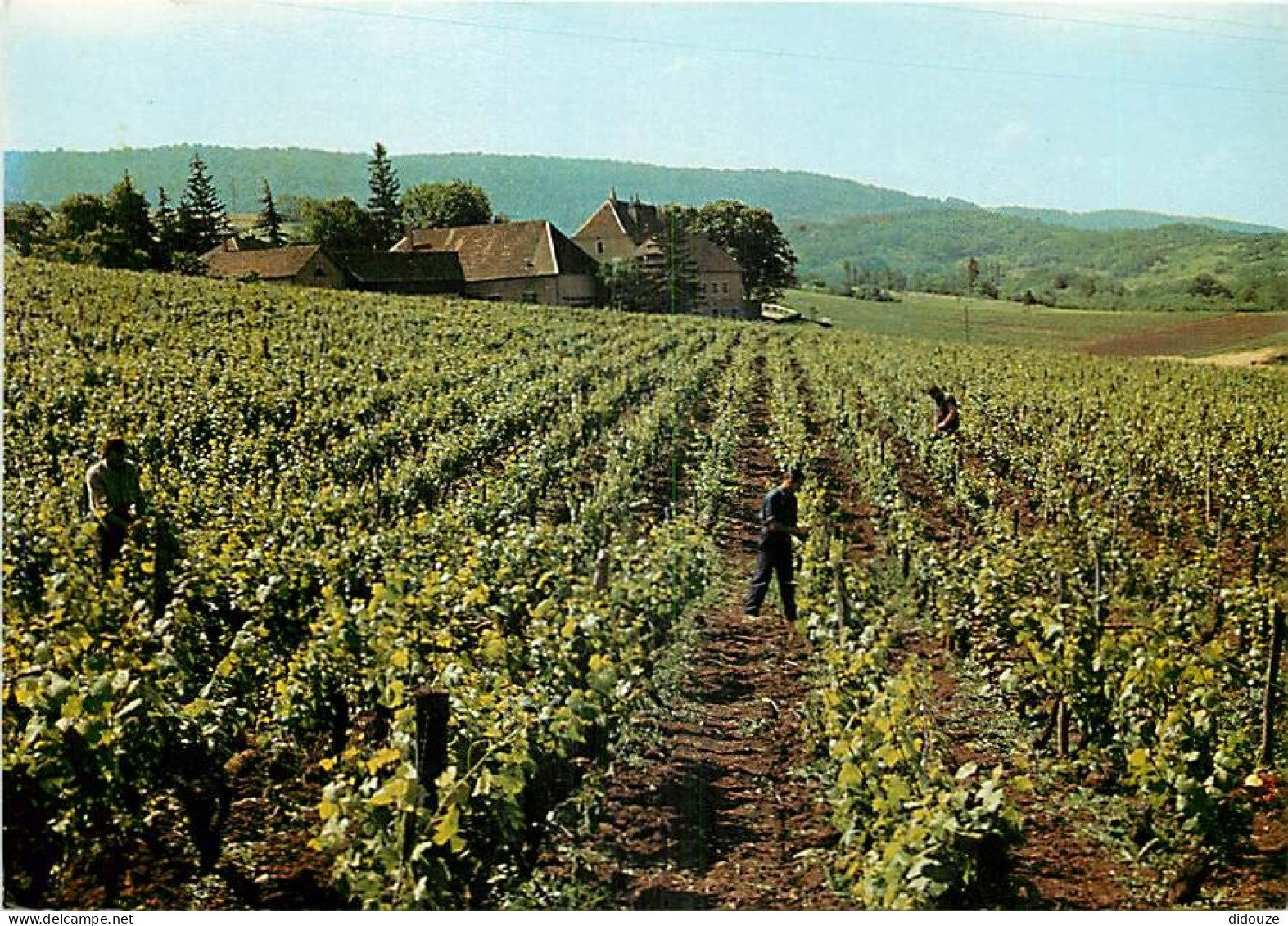 Vignes - Jura - Arbois - Domaine Du Sorbief - CPM - Carte Neuve - Voir Scans Recto-Verso - Viñedos