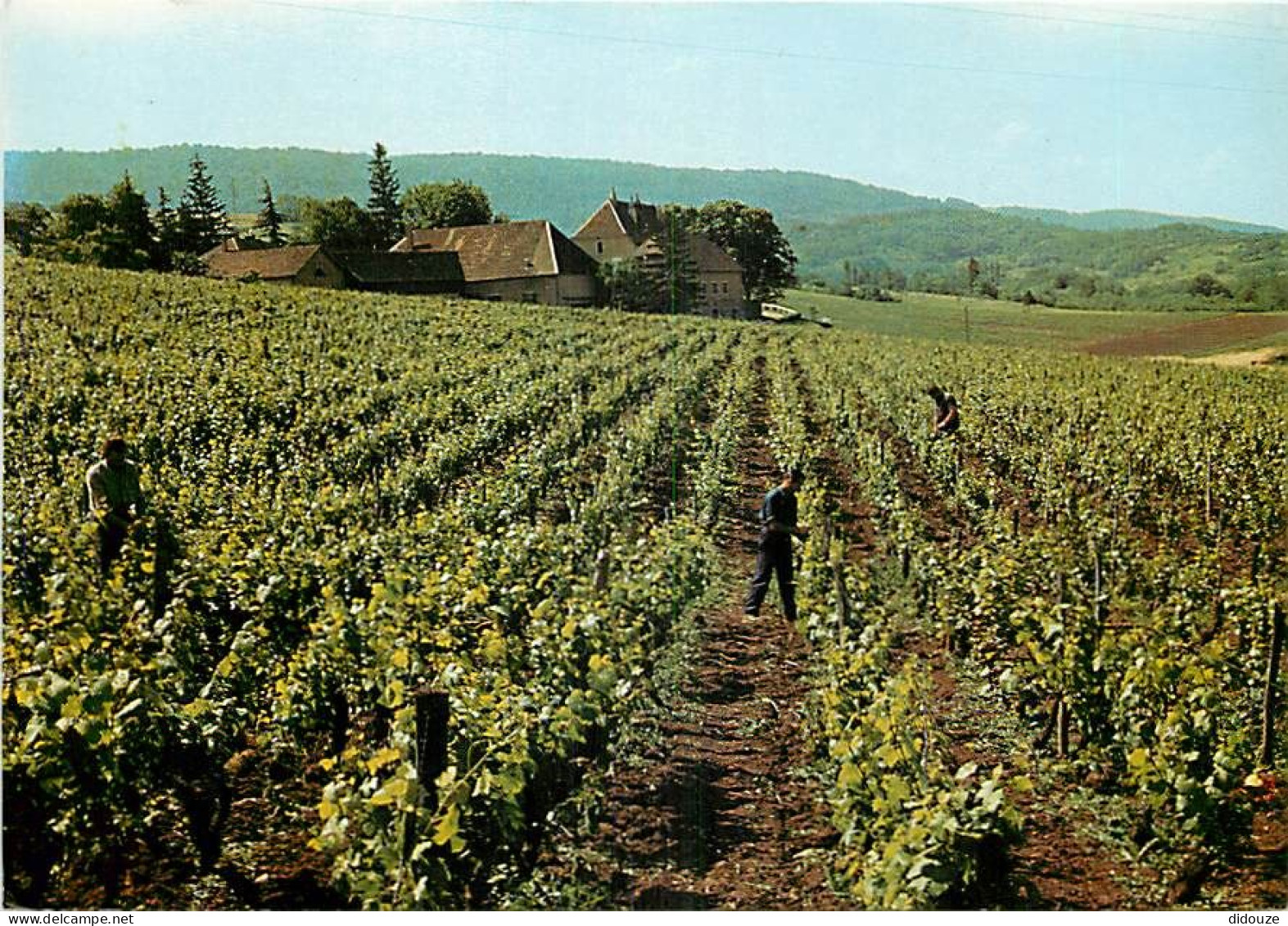 Vignes - Jura - Arbois - Domaine Du Sorbief - CPM - Carte Neuve - Voir Scans Recto-Verso - Vignes
