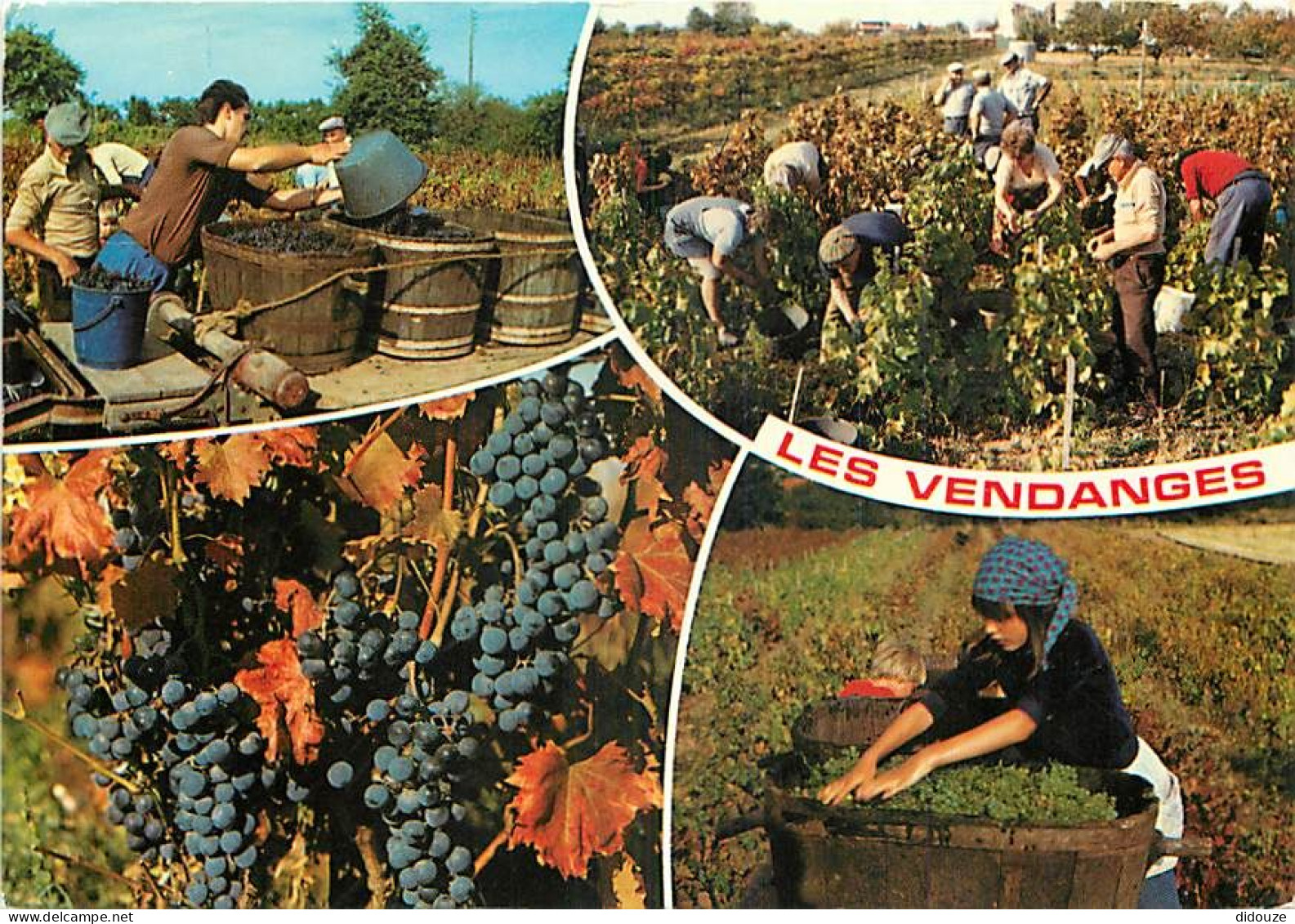 Vignes - Vendanges - Multivues - Raisins - CPM - Flamme Postale - Voir Scans Recto-Verso - Viñedos