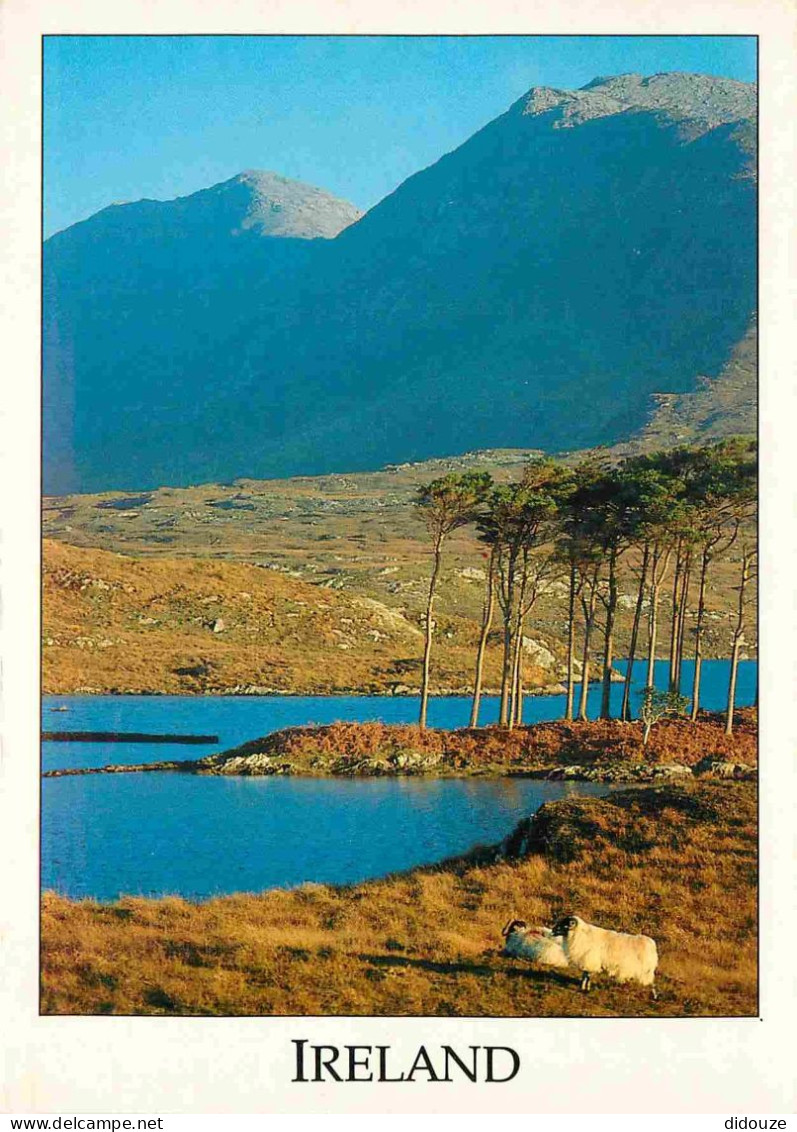 Irlande - Galway - Connemara - Early Moming On Derryclare Lough Between Clifden And Recess - Moutons - CPM - Voir Scans  - Galway