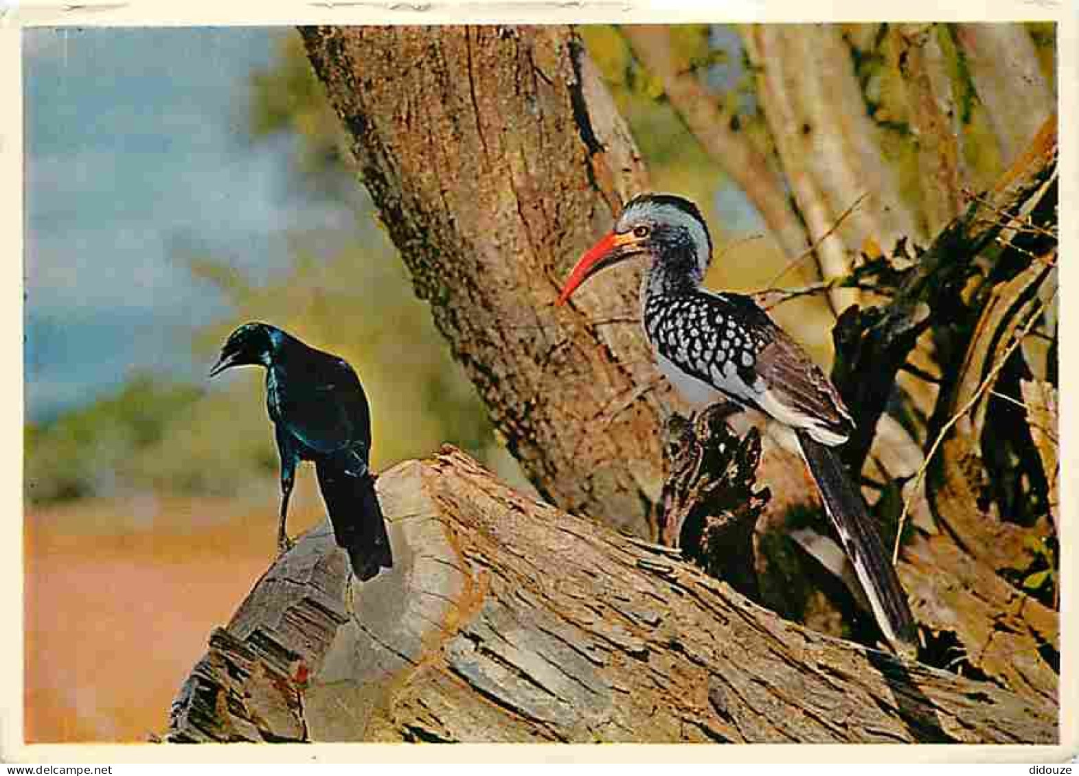 Afrique Du Sud - South Africa - Faune Africaine - Agiossy Starlingand Red-billed Hornbill In Natural Surroundings - Oise - South Africa