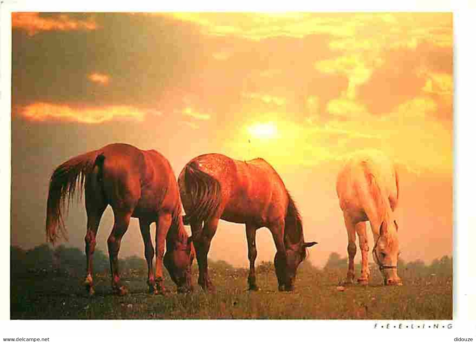 Animaux - Chevaux - Feeling - Crinières Au Vent - Flamme Postale - CPM - Voir Scans Recto-Verso - Pferde