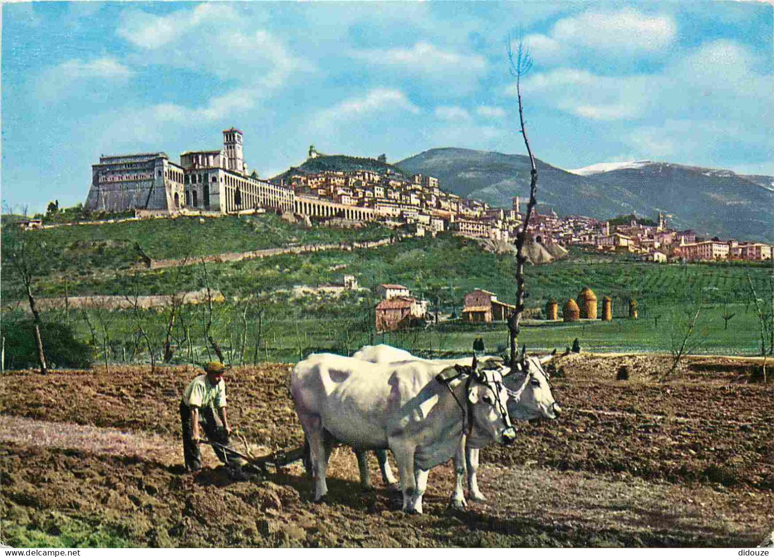 Animaux - Vaches - Italie - Assisi - Panorama - Attelage De Bœufs - Paysans - CPM - Voir Scans Recto-Verso - Vacas
