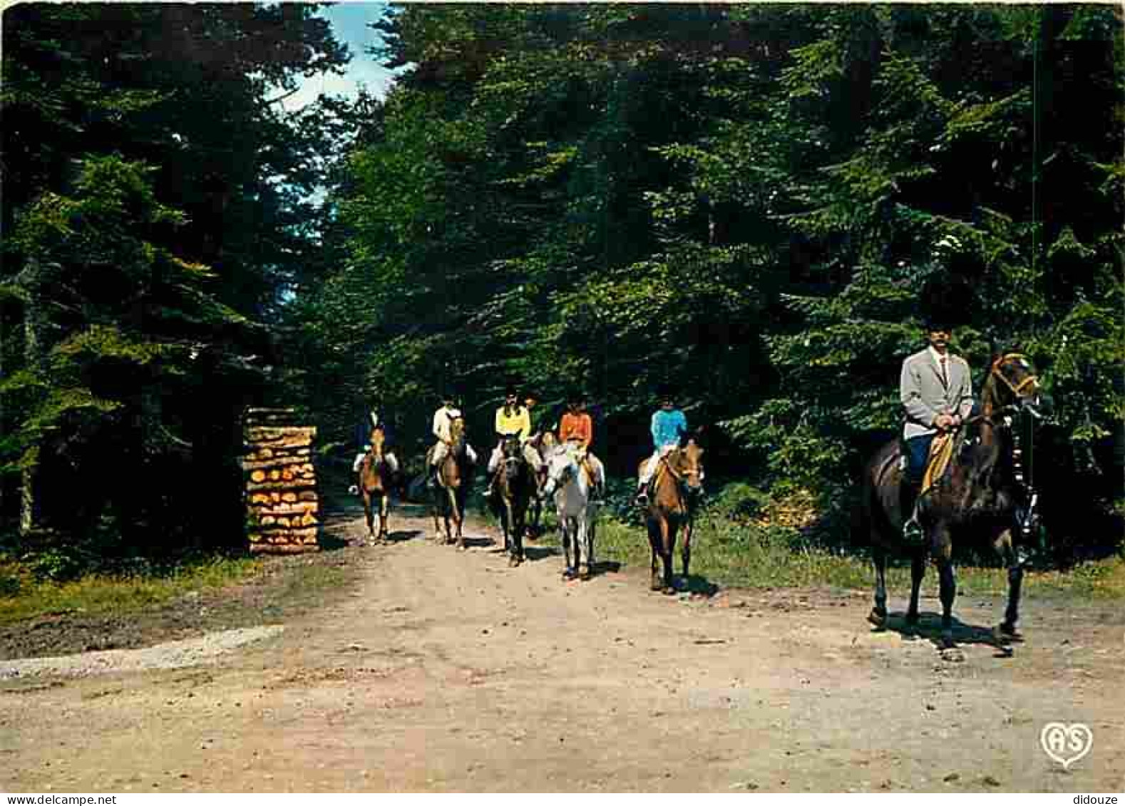 Animaux - Chevaux - La Chapelle Montligeon - Centre Equestre Régional Perche Reno - Promenade Equestre - CPM - Voir Scan - Pferde