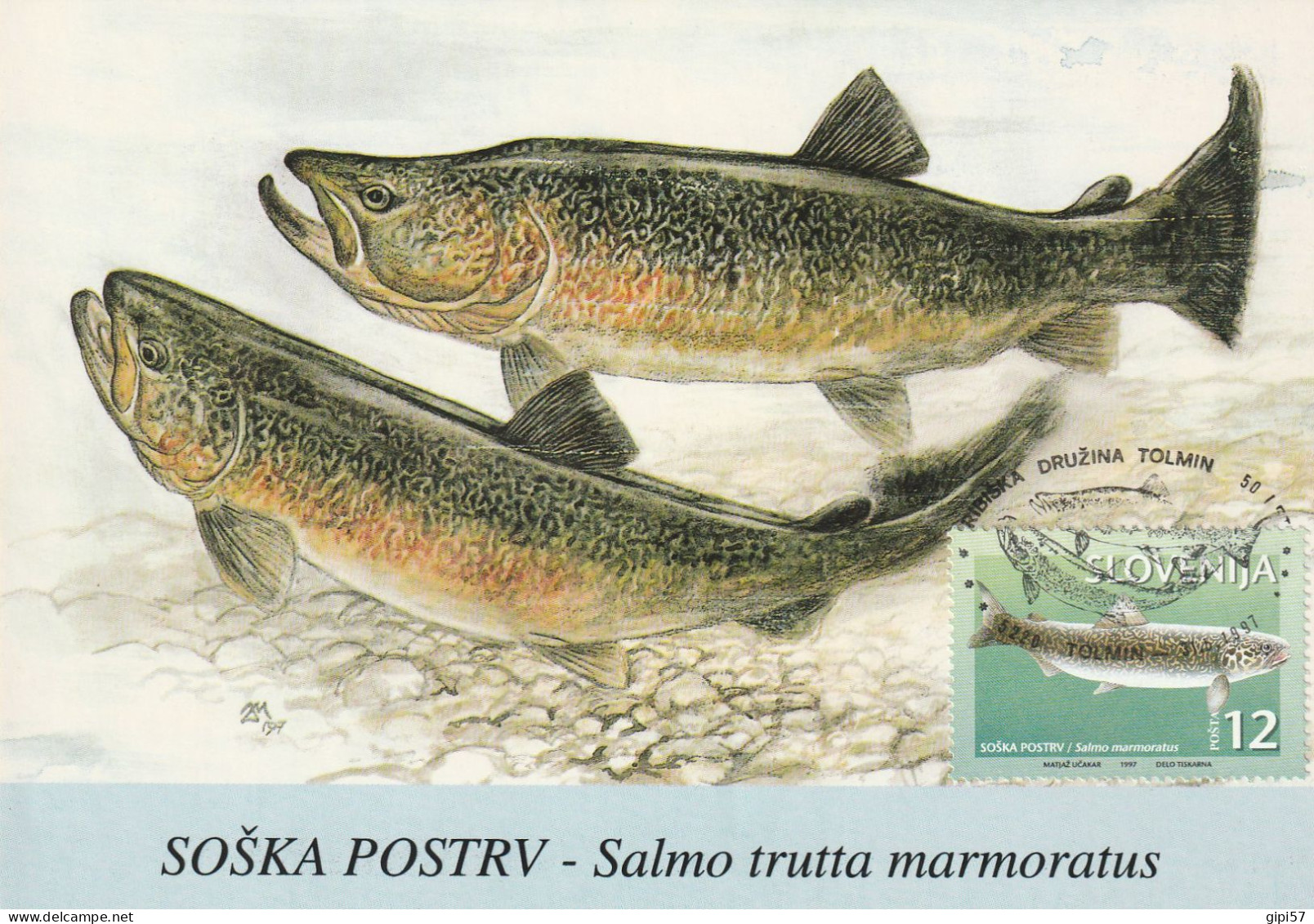 MAXIMUM SLOVENIJA 1997 TROTA TROUT FISH FORELLE - Pescados Y Crustáceos