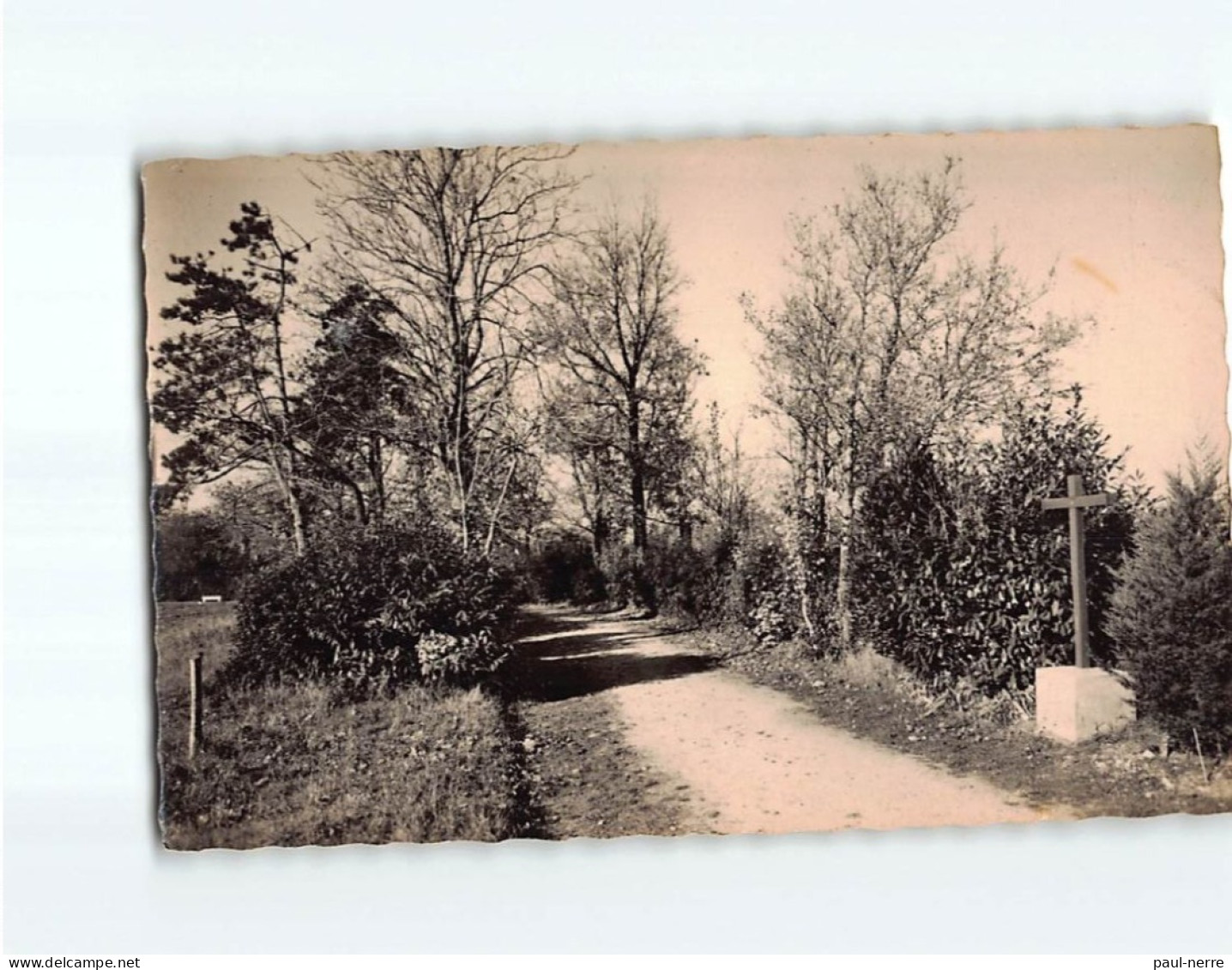 CHAILLE LES MARAIS : Maison De Retraites De L'Immaculée, Une Allée Du Parc, Station Du Chemin De Croix - Très Bon état - Chaille Les Marais