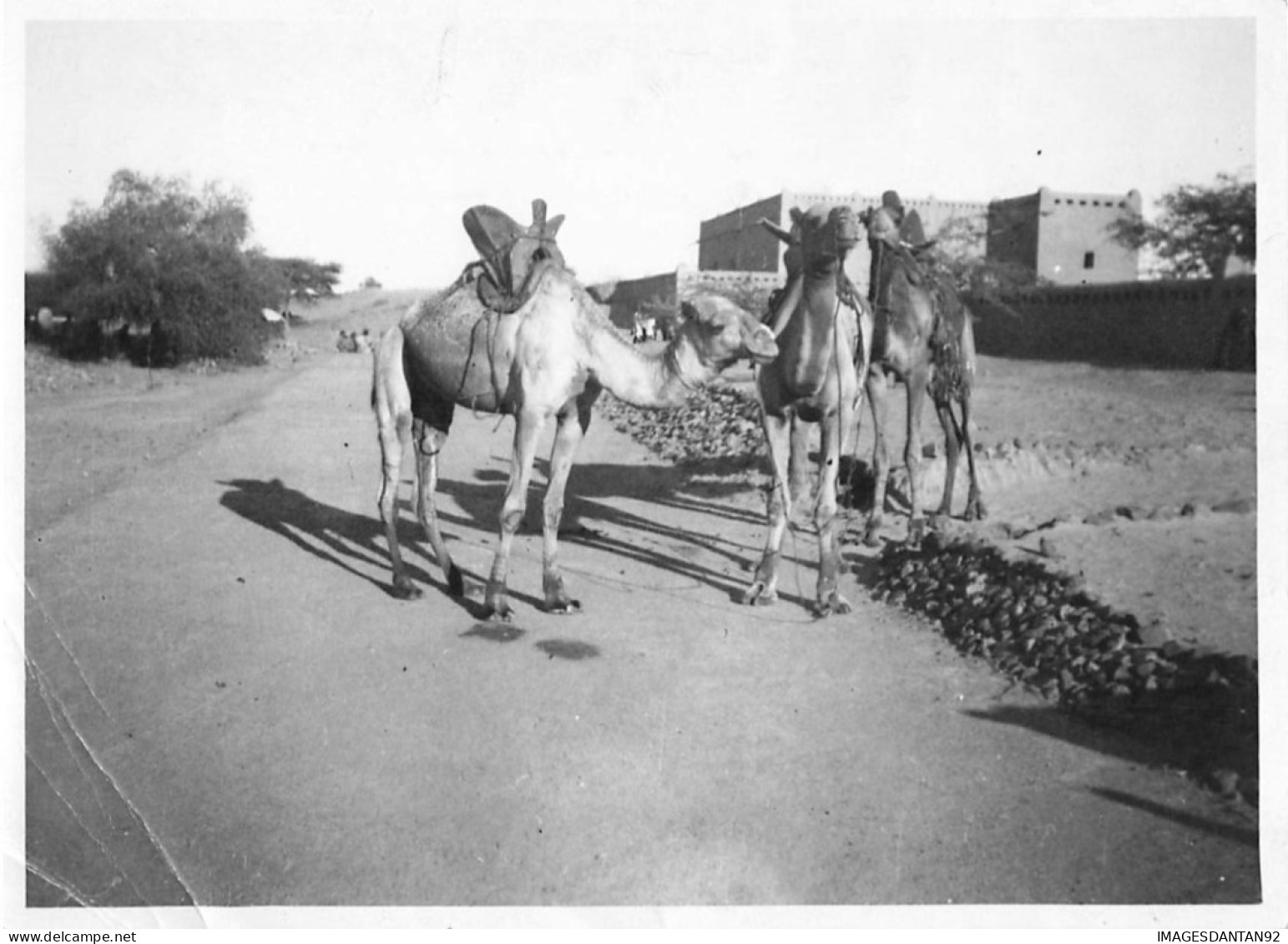 SOUDAN FRANCAIS #FG57020 AOF GOUNDAM CHAMEAUX PHOTOGRAPHIE 17.5X12.5 CM - Soudan