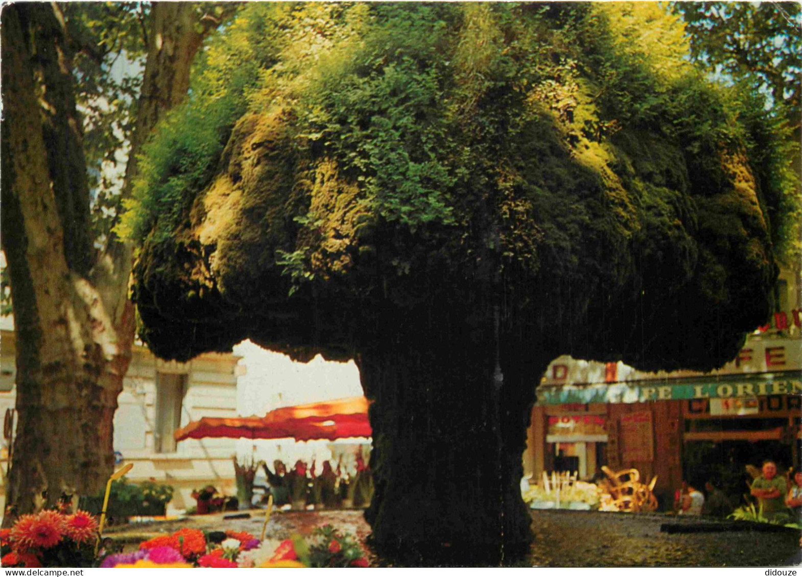 13 - Salon De Provence - Fontaine Moussue - CPM - Flamme Postale - Voir Scans Recto-Verso - Salon De Provence