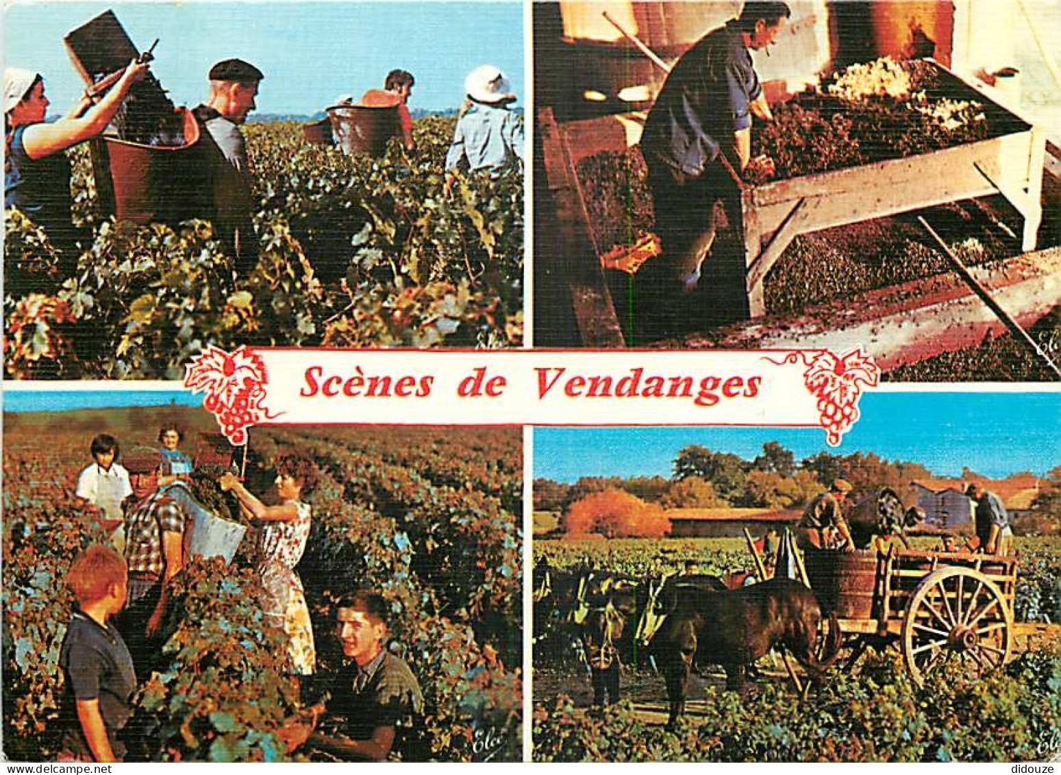 Vignes - Vendanges - Multivues - CPM - Voir Scans Recto-Verso - Vigne