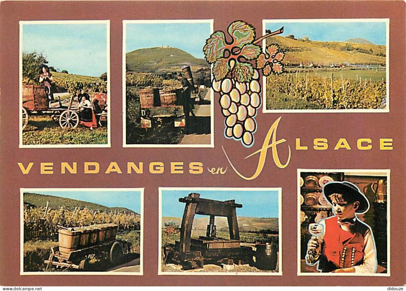 Vignes - Alsace - Multivues - Vendanges - CPM - Carte Neuve - Voir Scans Recto-Verso - Weinberge