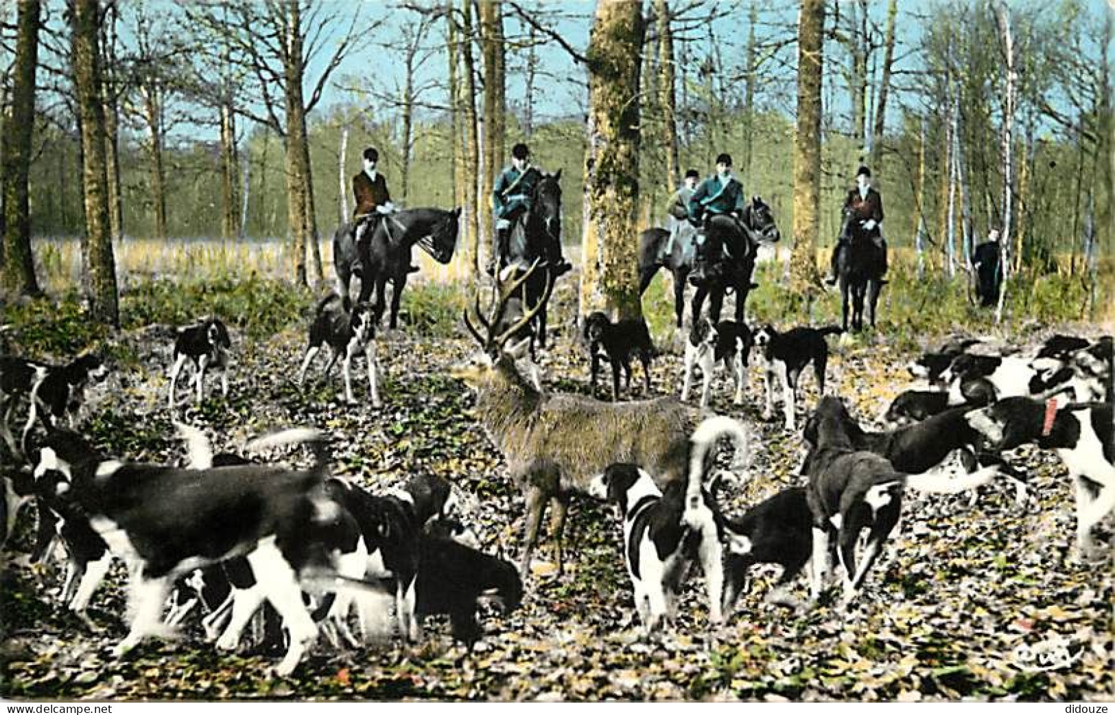 Animaux - Chevaux - Chasse à Courre - Chiens - Chasse En Forêt - L'HalIali - CPM - Voir Scans Recto-Verso - Chevaux