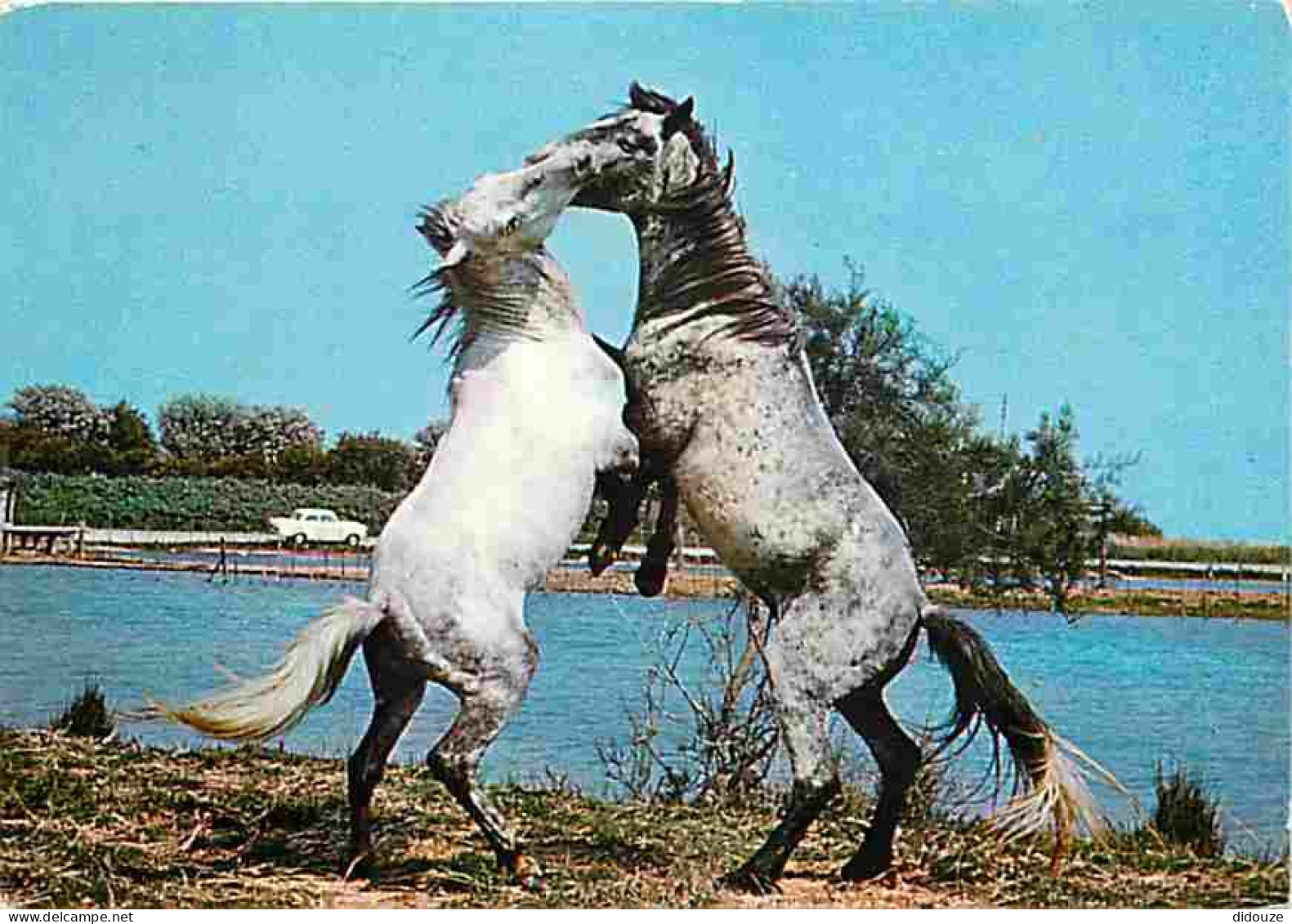 Animaux - Chevaux - Camargue - Combat De Chevaux Camarguais - Flamme Postale - Automobiles - CPM - Voir Scans Recto-Vers - Chevaux