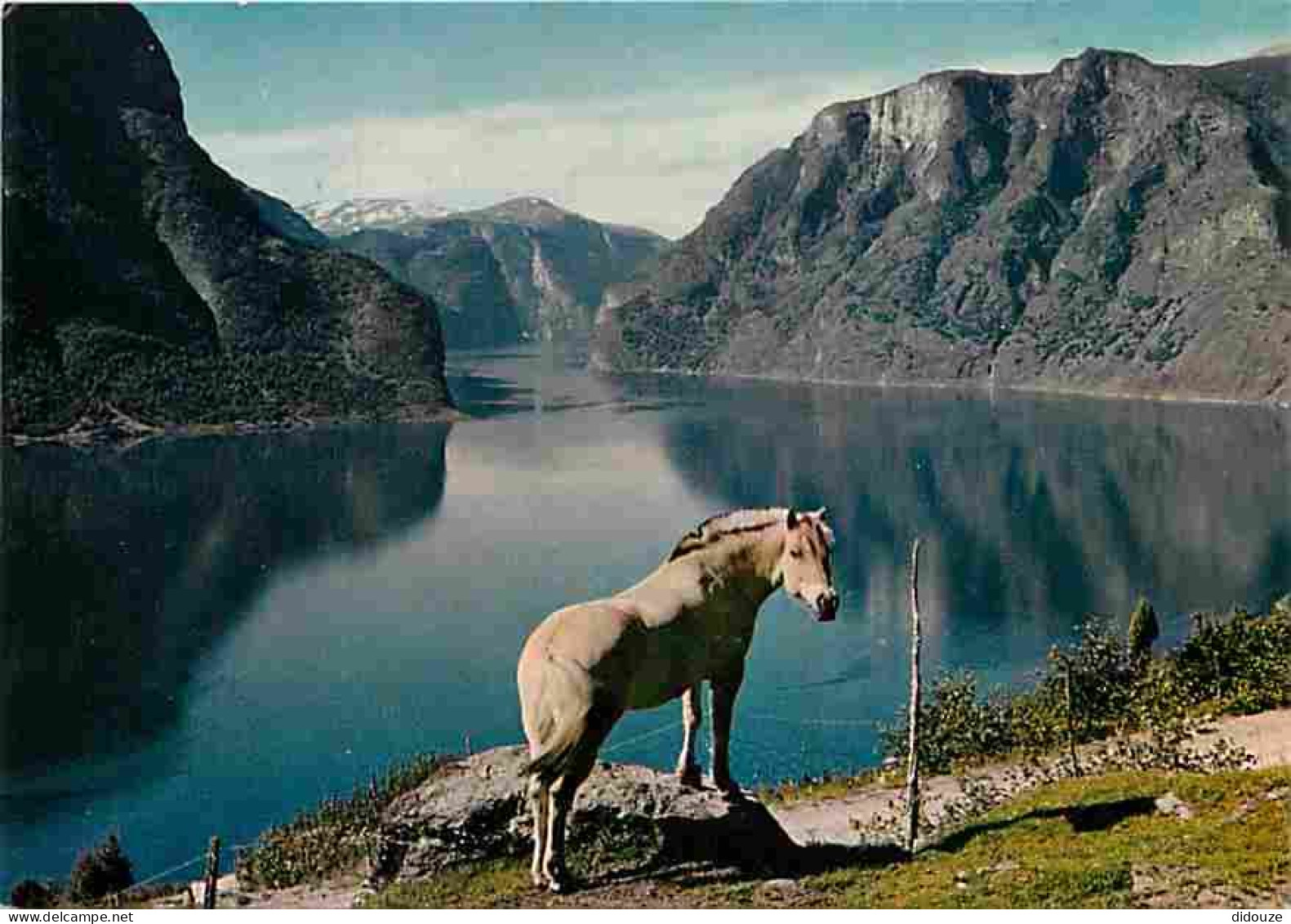 Animaux - Chevaux - Norvège - Norway - Aurlandsfjorden - Sogn - CPM - Voir Scans Recto-Verso - Chevaux