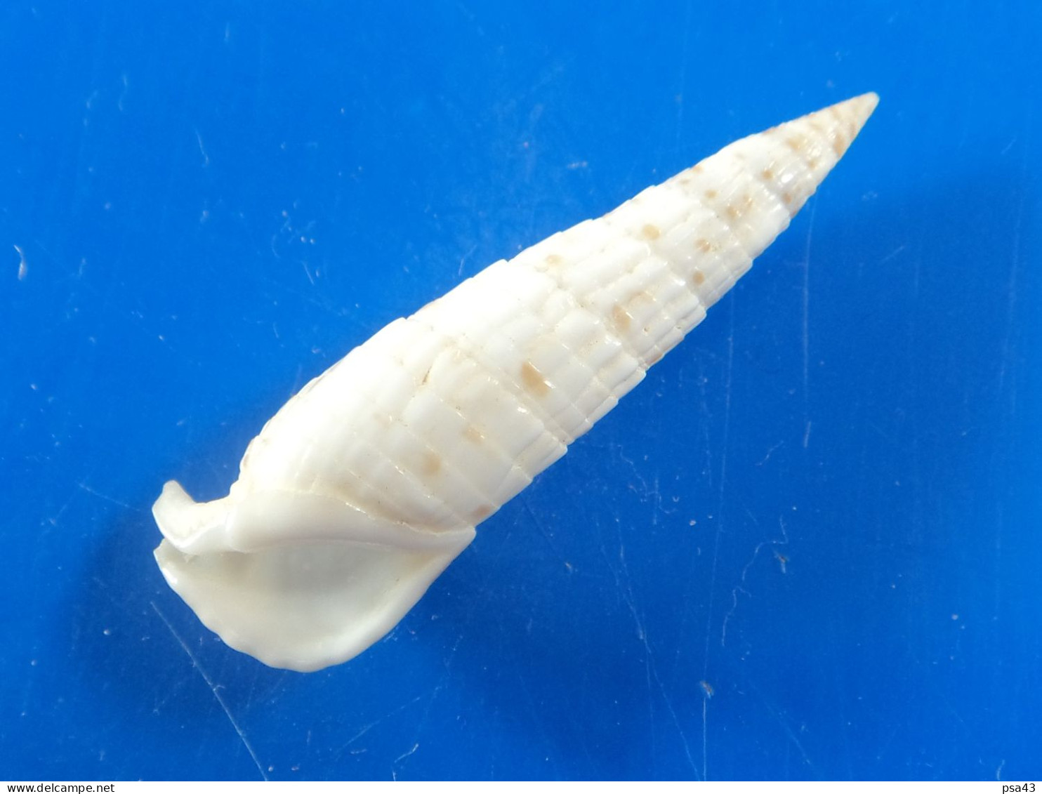 Rhinoclavis Fasciata Nouvelle Calédonie 39mm F+++/GEM N4 - Seashells & Snail-shells