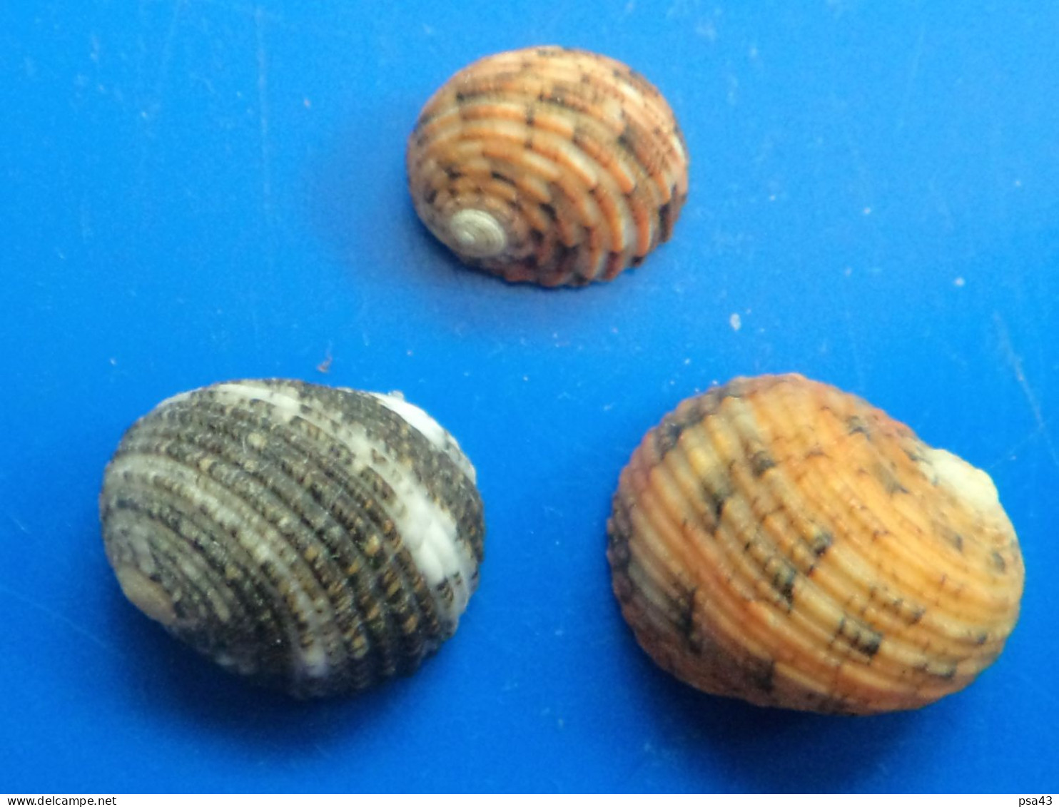 Nerita Chamaeleon (X3) Malaisie (Kuantan) 12,6/17,3mm F+++/GEM WO N22 - Muscheln & Schnecken