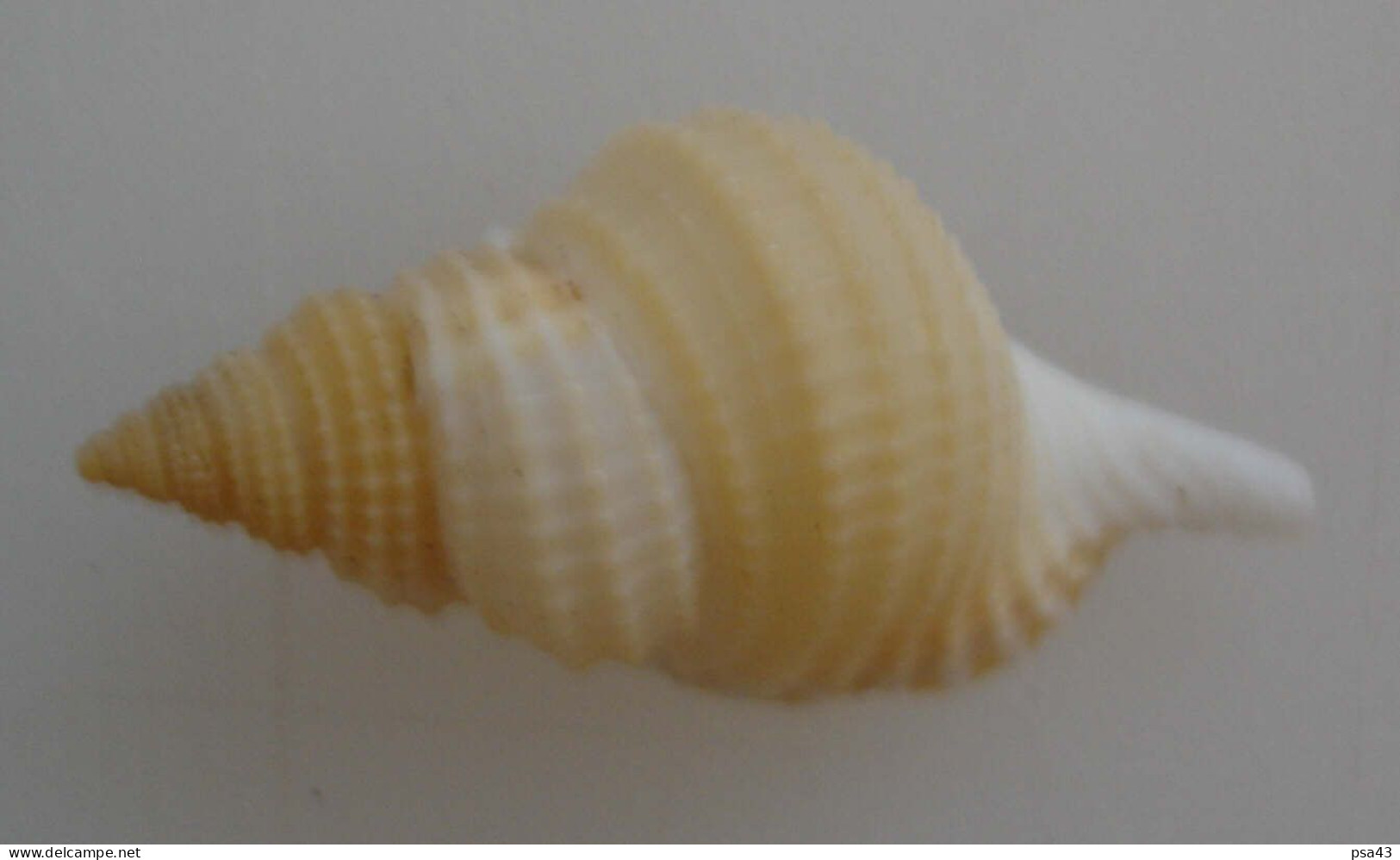 Distorsio Reticulata 39mm, F+++ Del 6 - Seashells & Snail-shells