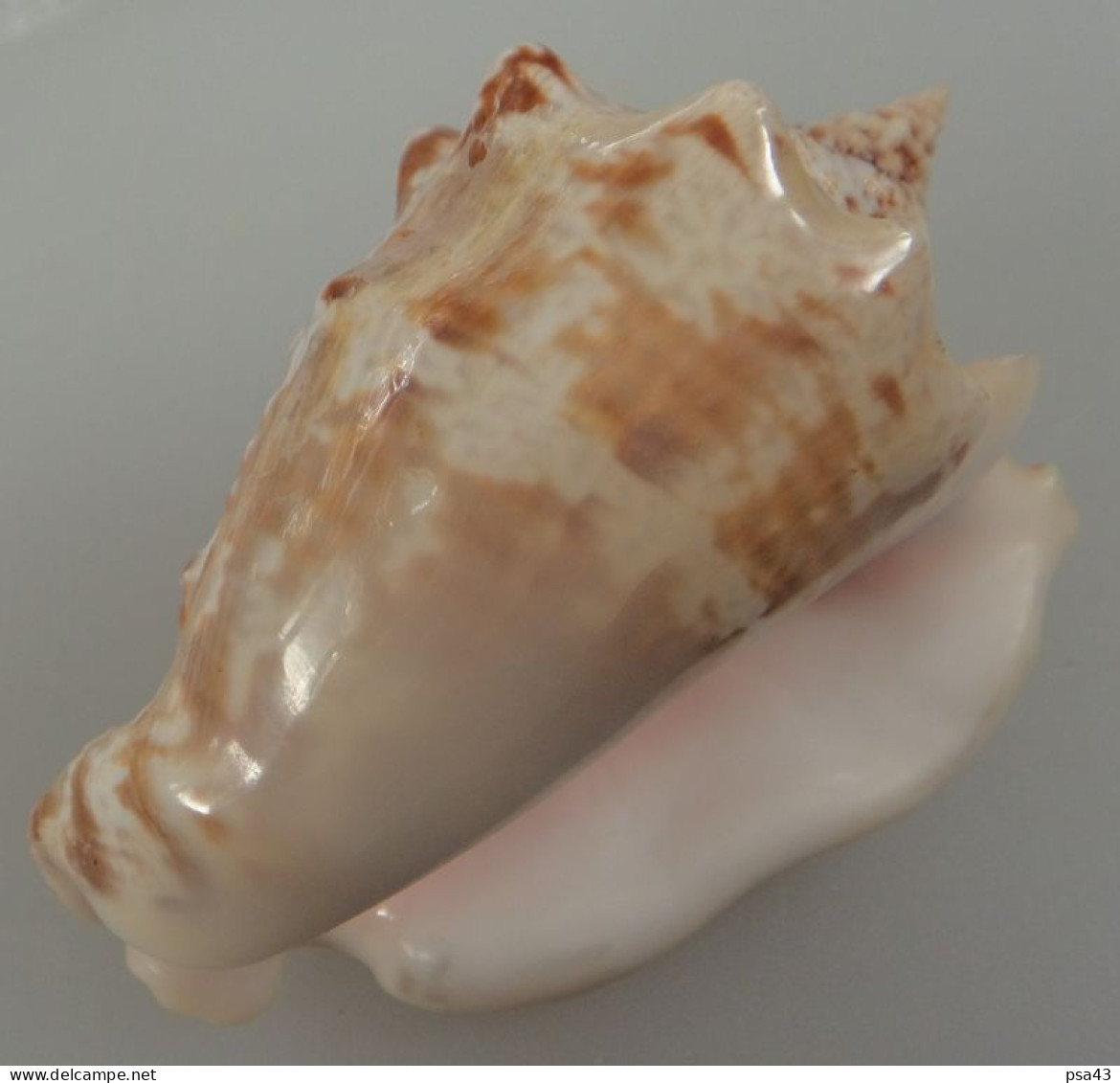 Strombus Raninus Martinique (Sainte-Anne) 77,4mm GEM Trouvé Vivant  N 12 - Seashells & Snail-shells