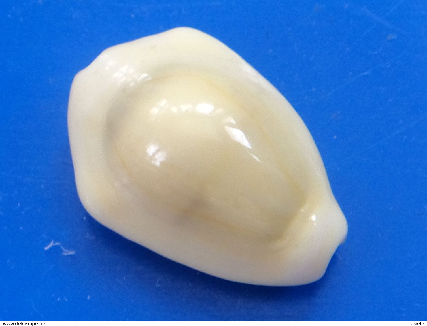 Cypraea Moneta Philippines 24,7mm GEM N33 - Seashells & Snail-shells