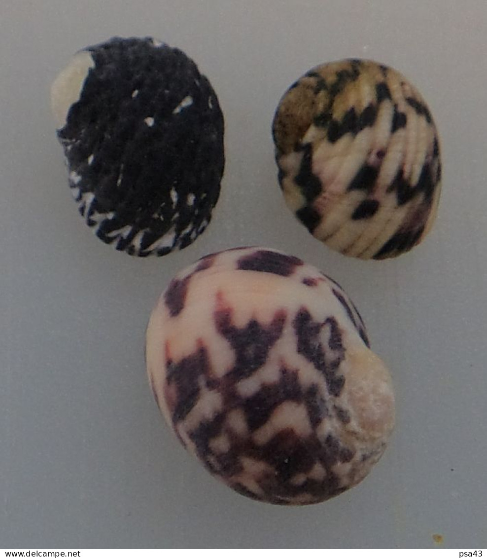 3 Nerita Différentes De Guadeloupe F+++/GEM WO N8 - Seashells & Snail-shells