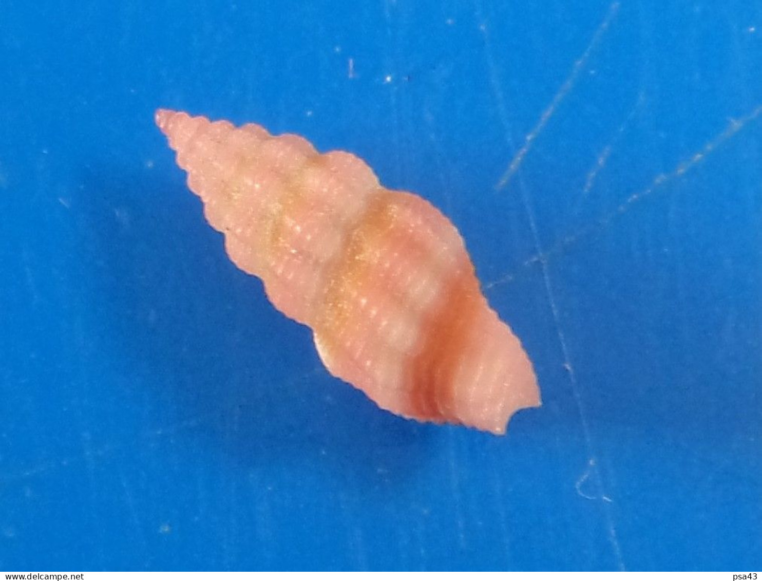 Lienarda Rubida Philippines (Davao) 7,9mm GEM N3 - Seashells & Snail-shells