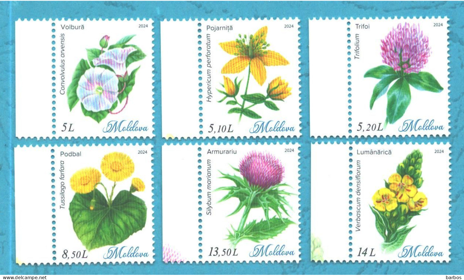 2024 , Moldova , Wild Flowers, Flora, 1 Set, MNH - Moldova