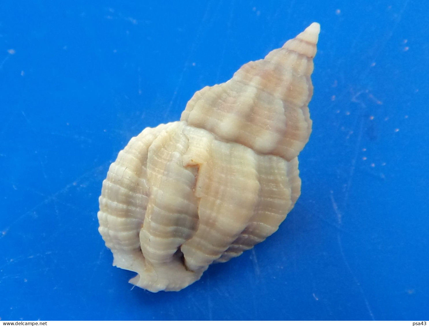 Phos Unicinctus Trouvé Vivant Martinique 18,2mm F+++/GEM N13 - Seashells & Snail-shells