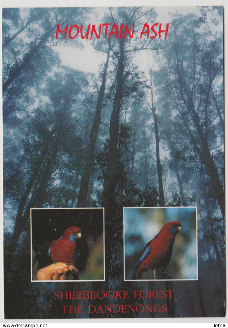 Australia VICTORIA VIC Rosellas & Mountain Ash Sherbrooke Forest DANDENONGS MELBOURNE Postcard 1999 45c Artist Stamp - Melbourne