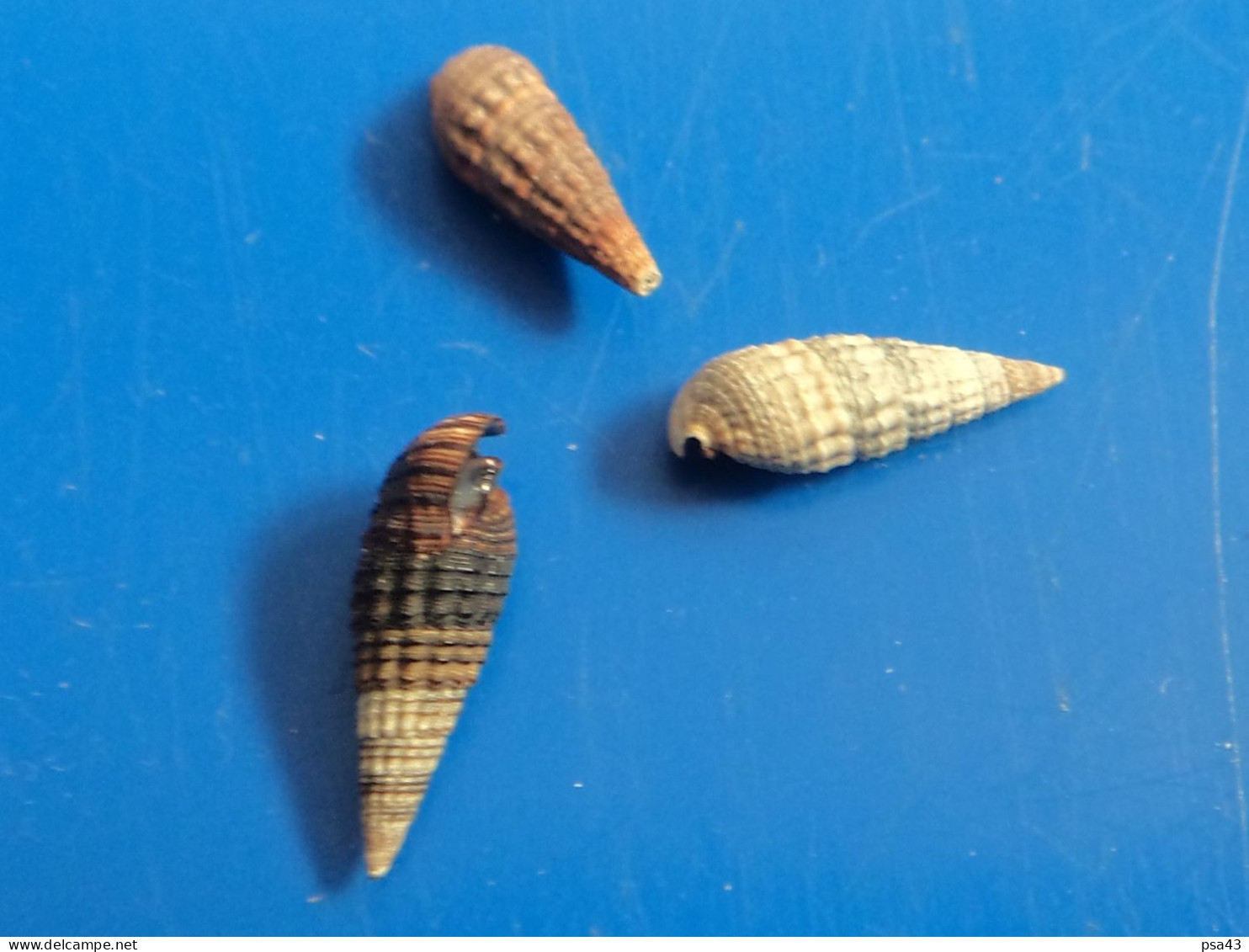 Batillaria Minima (X3) Martinique Trouvés Vivants 11,4/14,2mm F+++ N13 - Seashells & Snail-shells