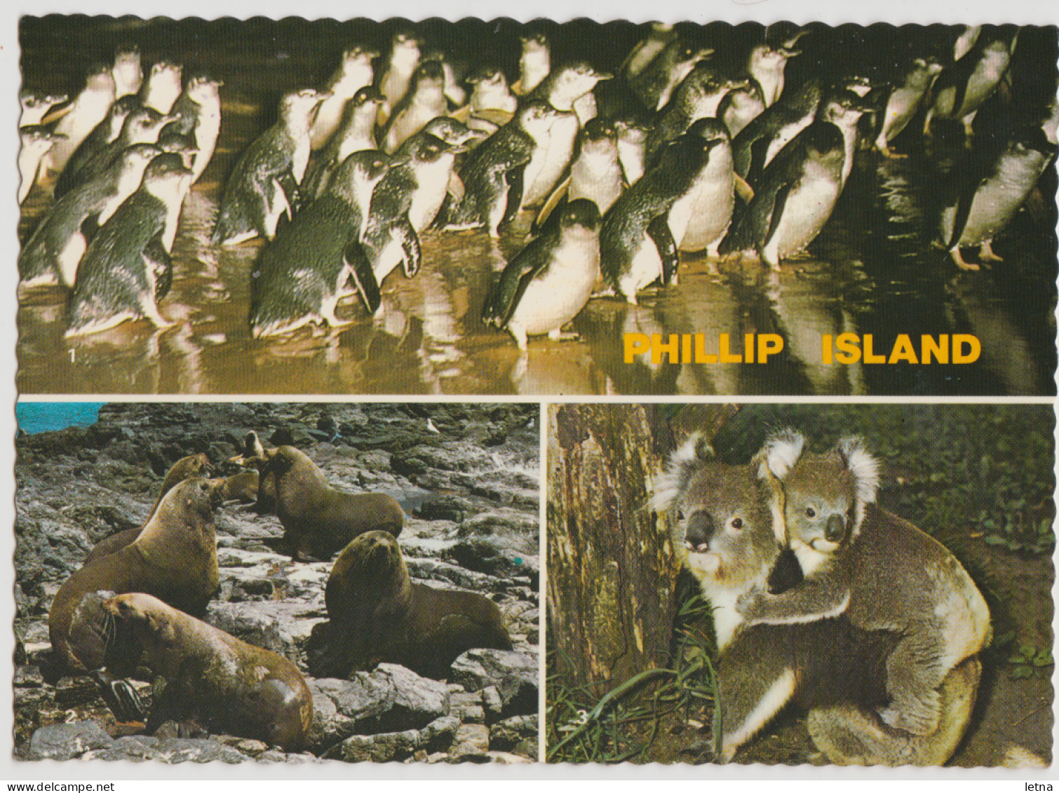 Australia VICTORIA VIC Penguins Seals Koalas PHILLIP ISLAND Nucolorvue Multiview Postcard C1970s 20c/10c Sapphire Stamps - Other & Unclassified