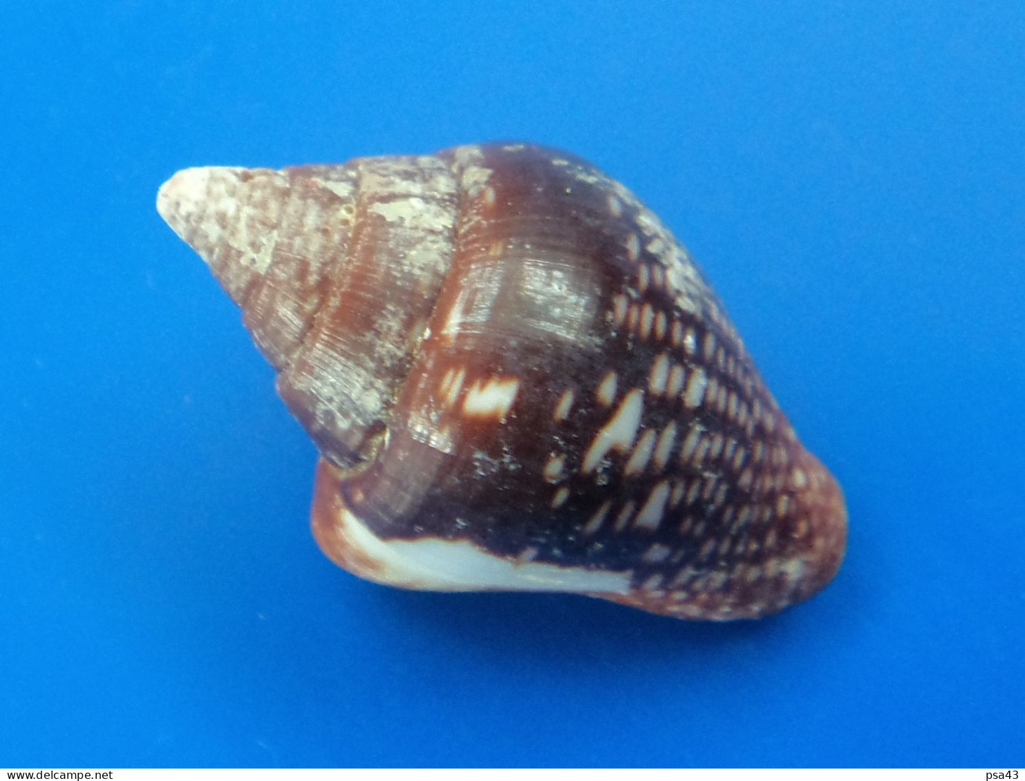 Columbella Major Panama (Contadora) 23,6mm GEM N3 - Seashells & Snail-shells