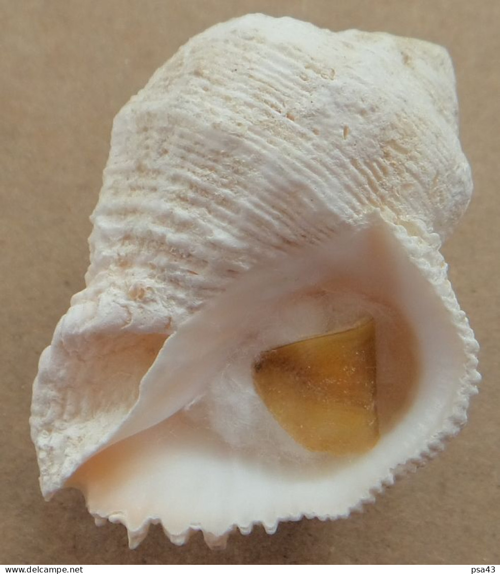 Coralliophila Abbreviata Trouvé Vivant Martinique (Ste-Luce) 45,4mm F+++ WO N11 RARE - Conchas Y Caracoles