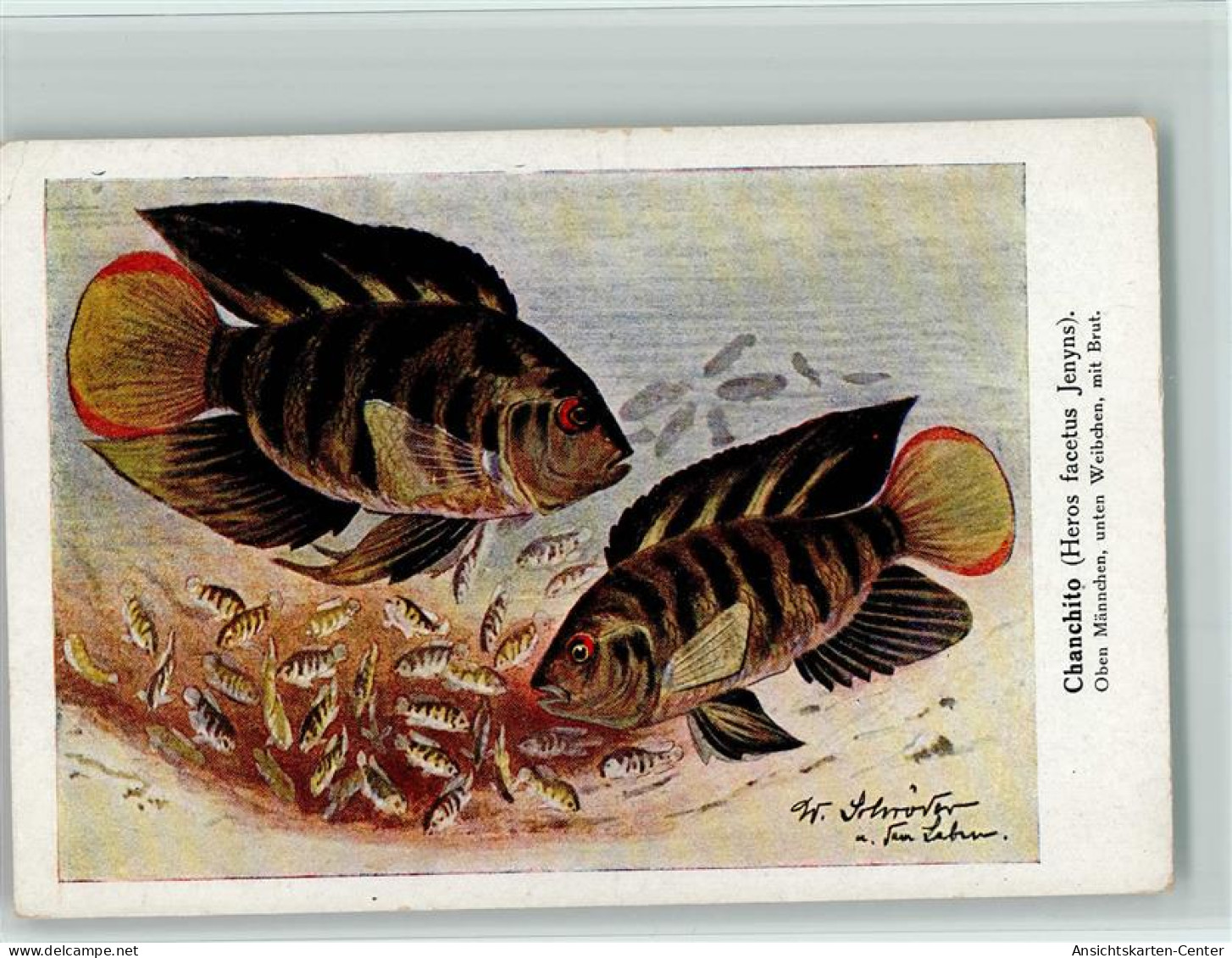 13021502 - Fische Sign W. Schroeder - Chanchito Weibchen - Pescados Y Crustáceos