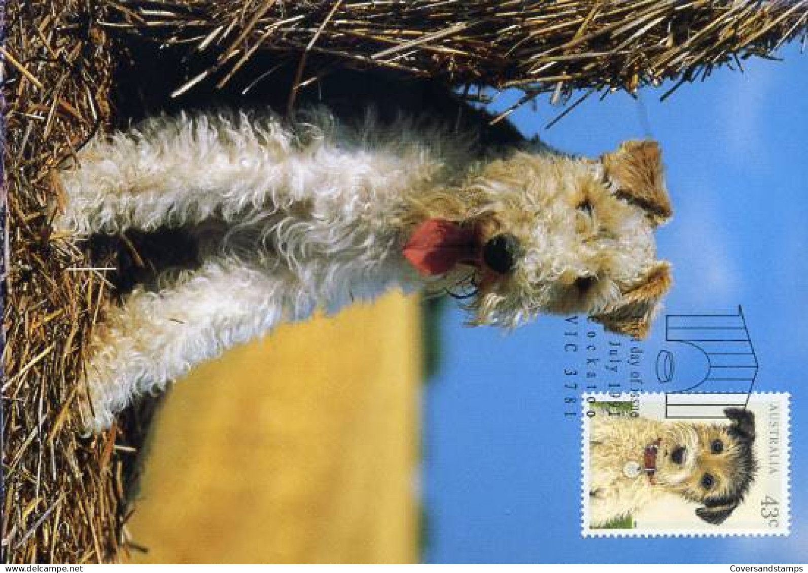 Australië  - MK - Hond                            - Cartoline Maximum