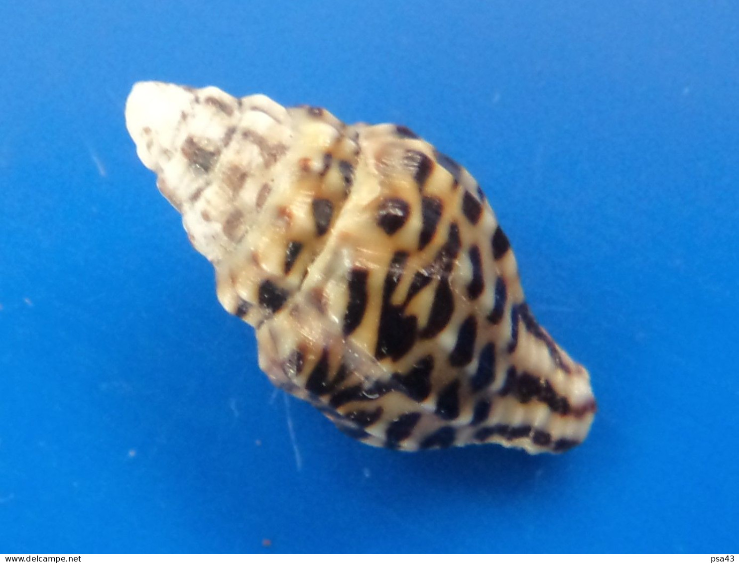 Columbella (Anachis) Fluctuata Panama 13mm N2 - Seashells & Snail-shells