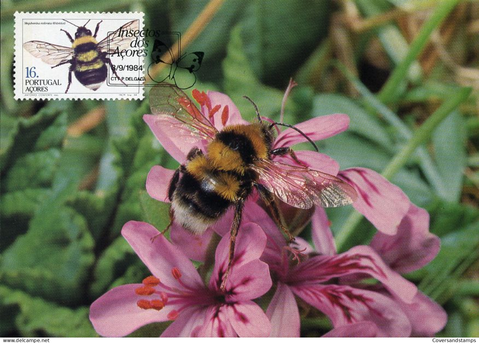 Portugal Azoren - MK - Insecten Van De Azoren  (bij)                                            - Azores