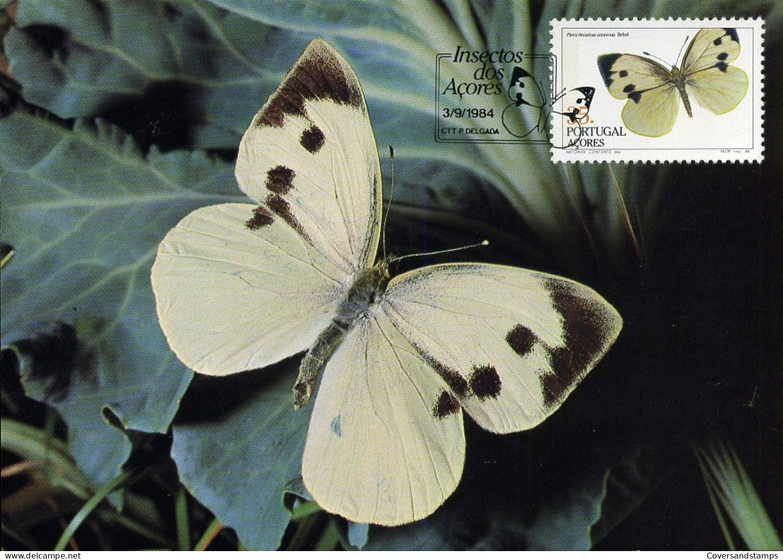 Portugal Azoren - MK - Insecten Van De Azoren  (vlinder)                                            - Azores