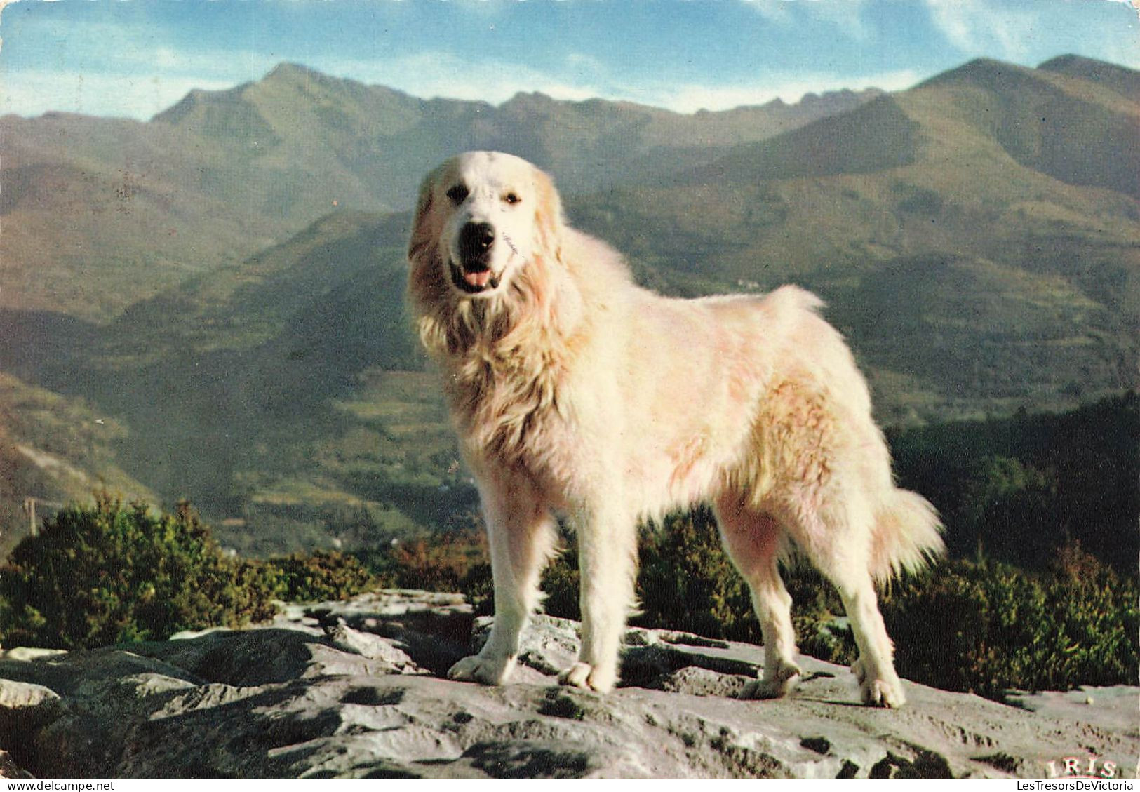 FRANCE - Lourdes - Chien Des Pyrénées - Notre Ami Fidèle - Carte Postale - Lourdes