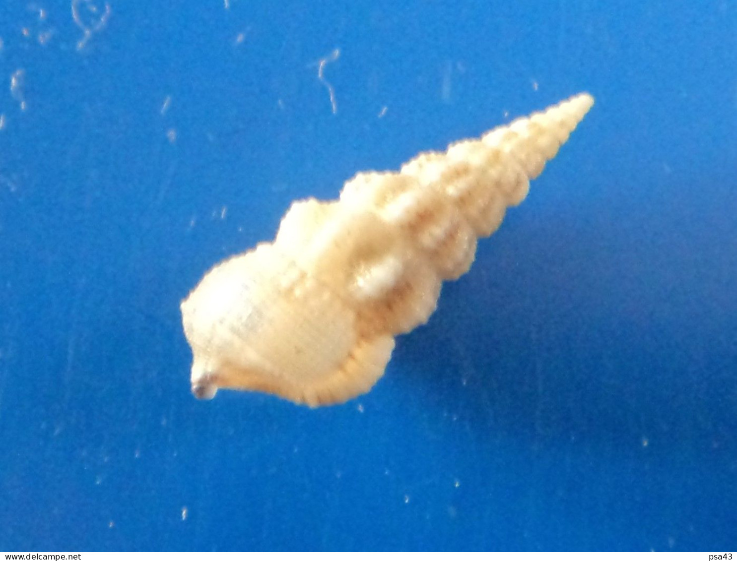 Cerithium Rostratum Lombok (Gili Nanggu) 15mm F+++ N7 - Seashells & Snail-shells