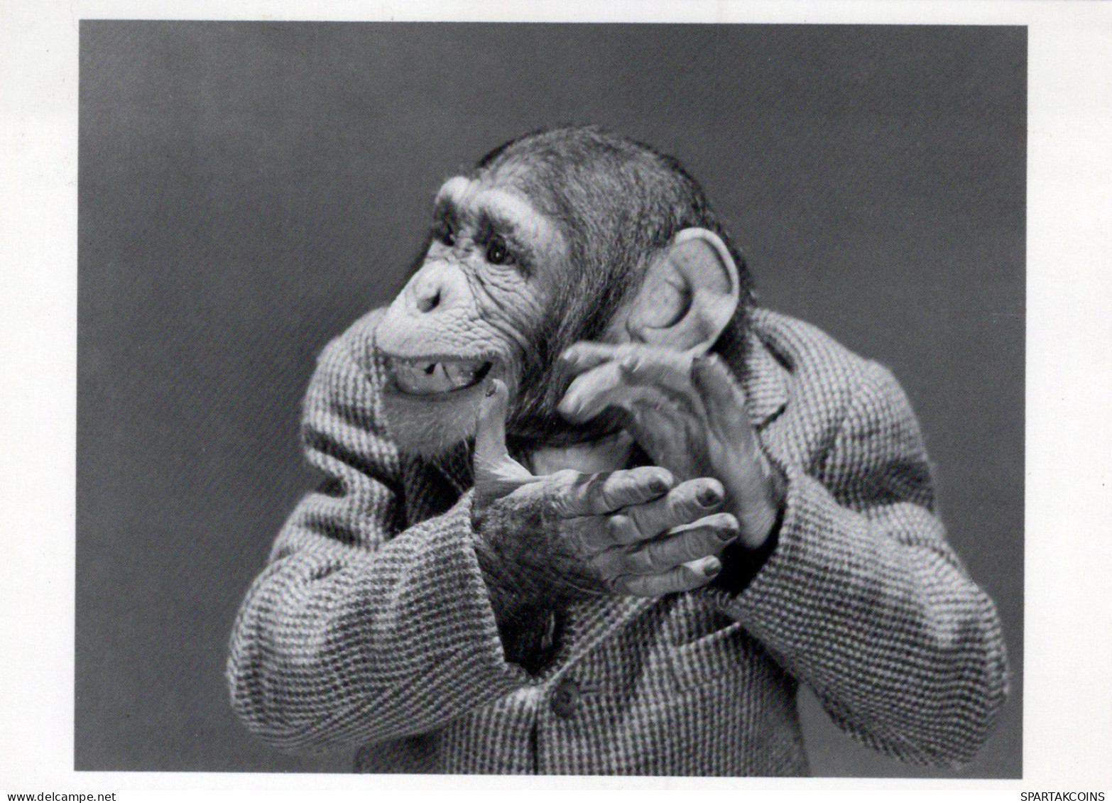SCIMMIA Animale Vintage Cartolina CPSM #PAN989.A - Singes