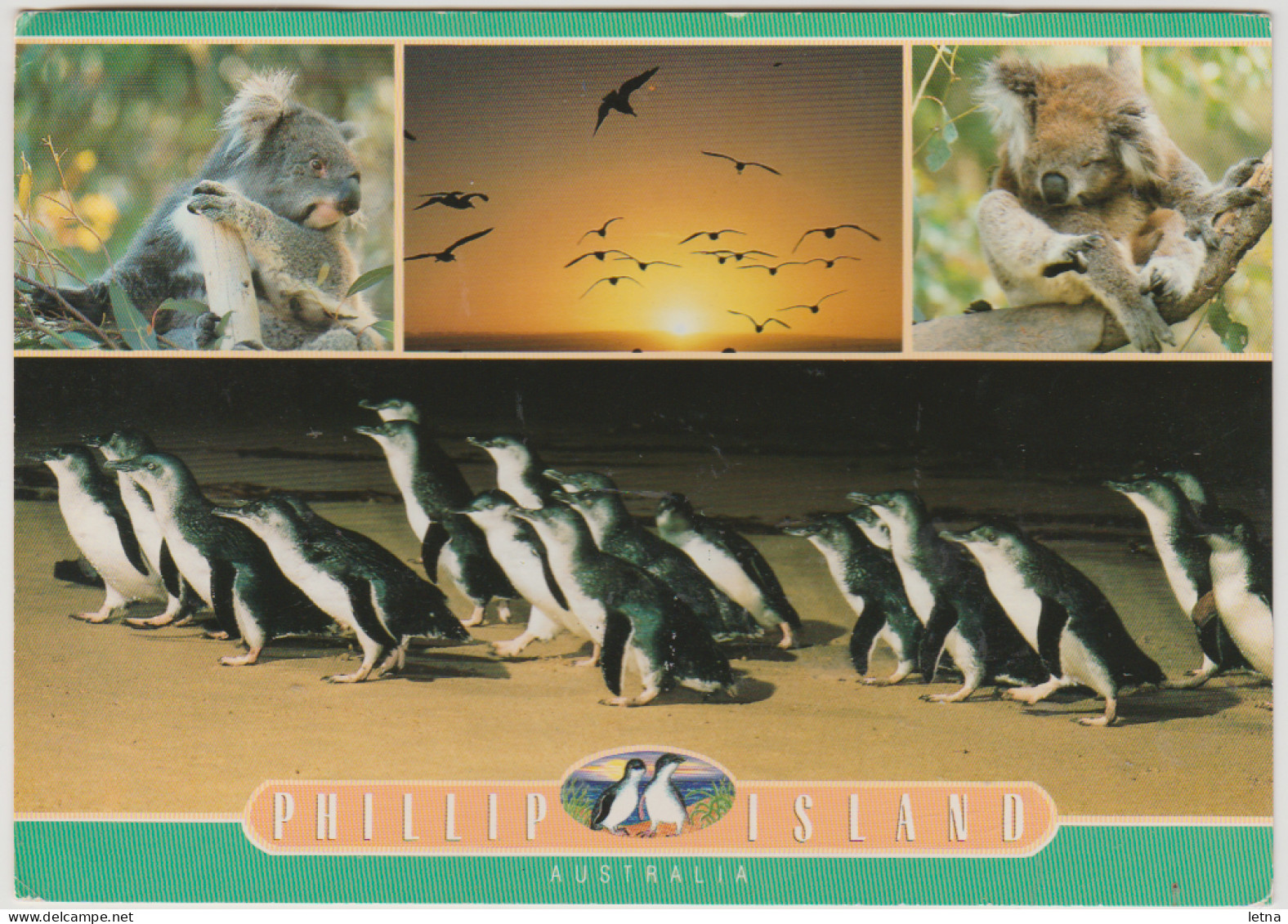 Australia VICTORIA VIC Penguins Koalas PHILLIP ISLAND Scancolor SCC1141 Postcard Posted 1995 - Other & Unclassified