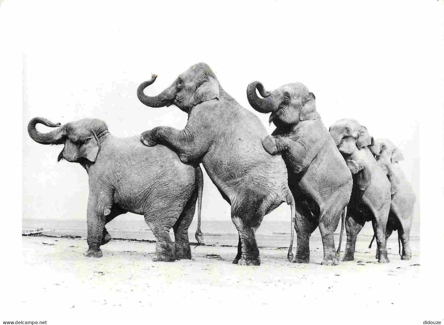 Animaux - Eléphants - CPM - Voir Scans Recto-Verso - Elephants