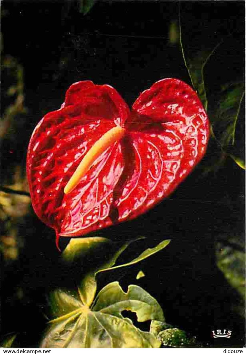 Antilles - Fleurs Des Antilles - Anthurium - Carte Neuve - CPM - Voir Scans Recto-Verso - Otros & Sin Clasificación