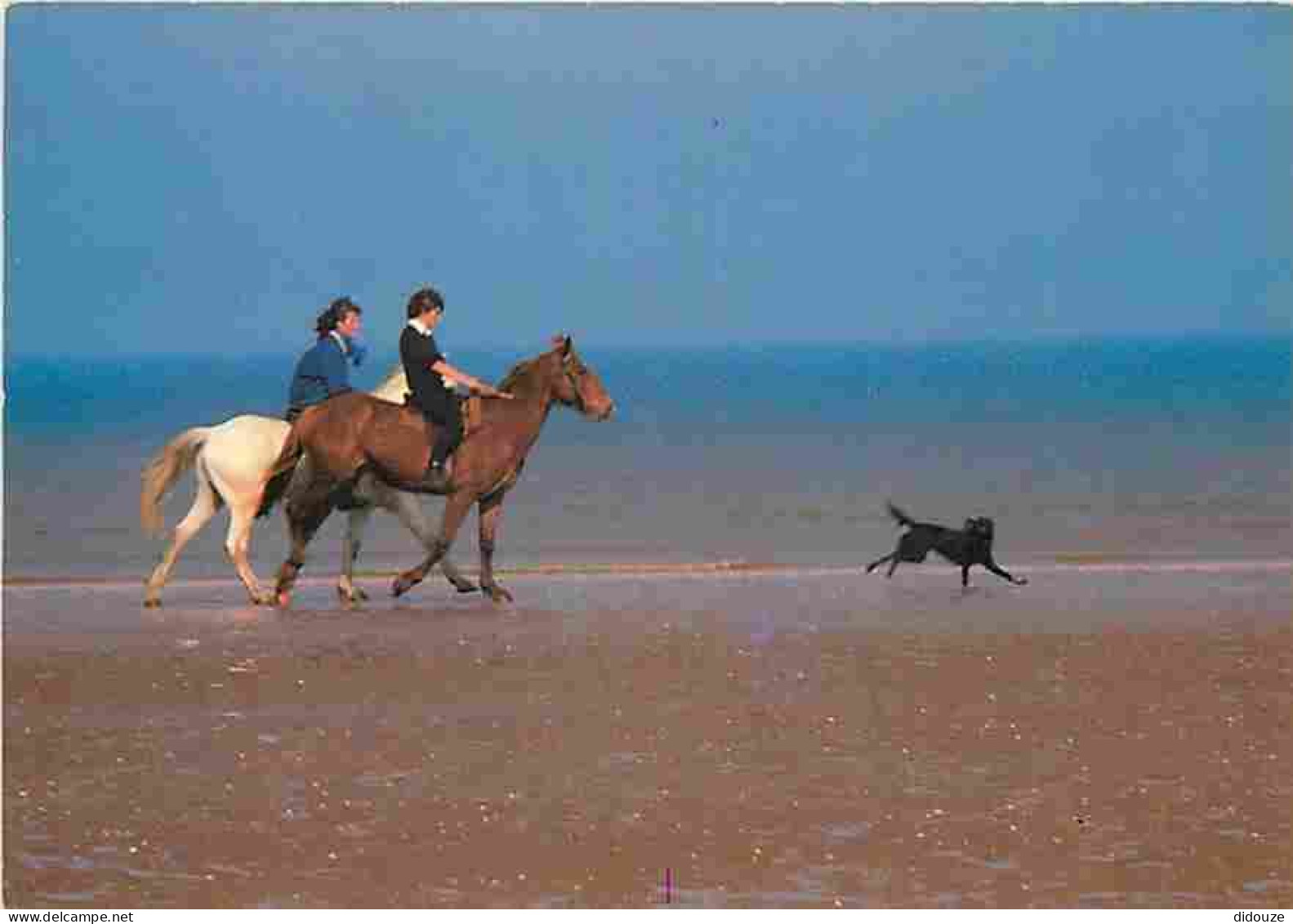 Animaux - Chevaux - Promenade Equestre Sur La Plage - Chiens - Carte Neuve - CPM - Voir Scans Recto-Verso - Chevaux