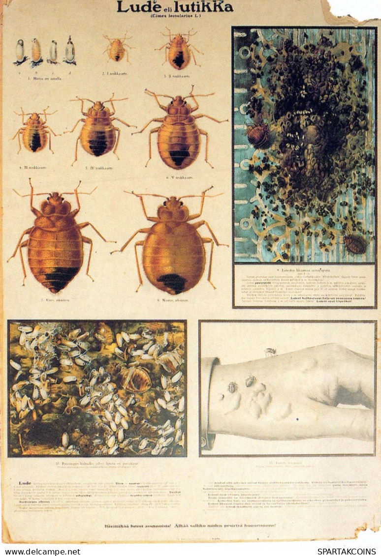INSECTS Animals Vintage Postcard CPSM #PBS500.A - Insetti