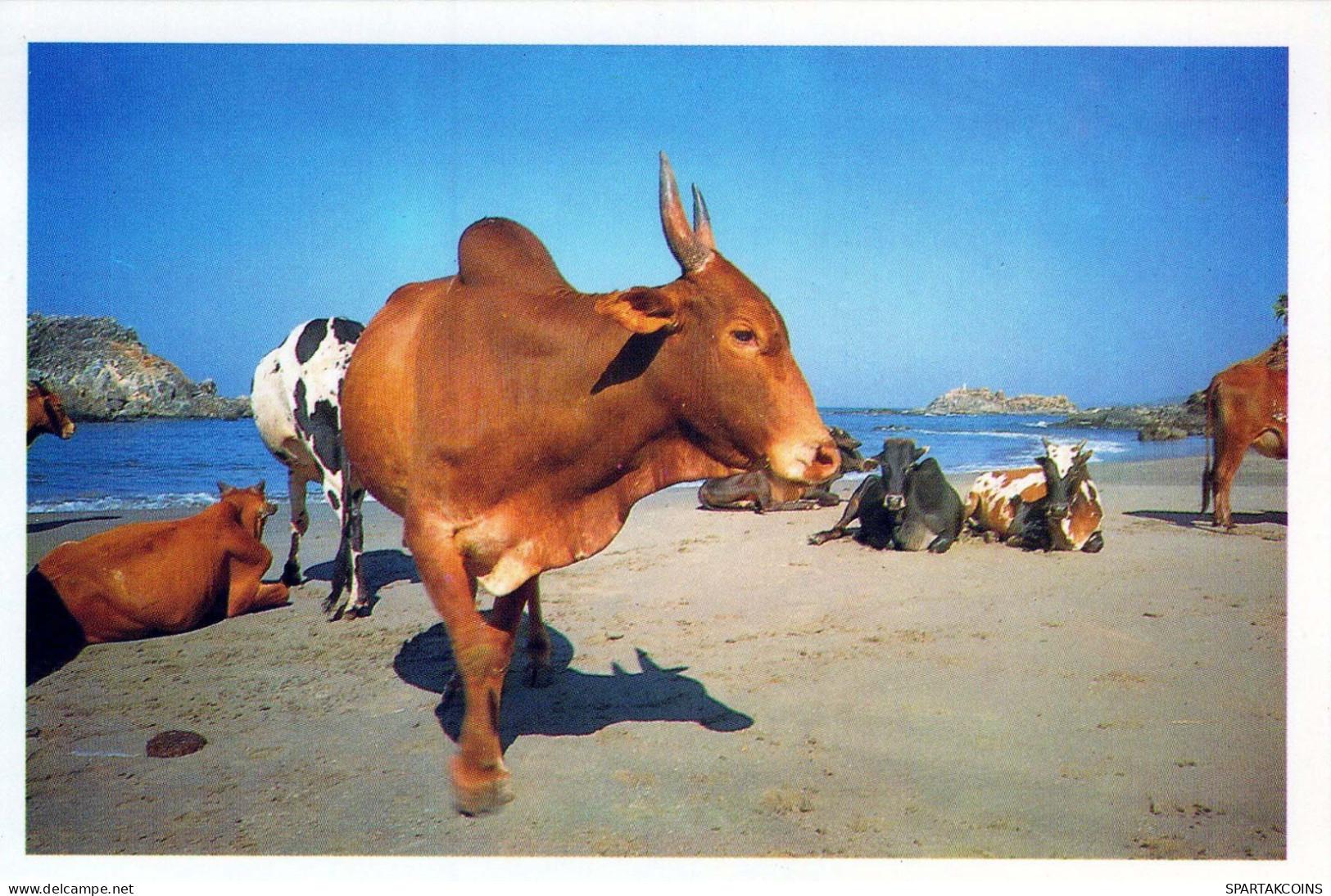 KUH Tier Vintage Ansichtskarte Postkarte CPSM #PBR793.A - Vaches