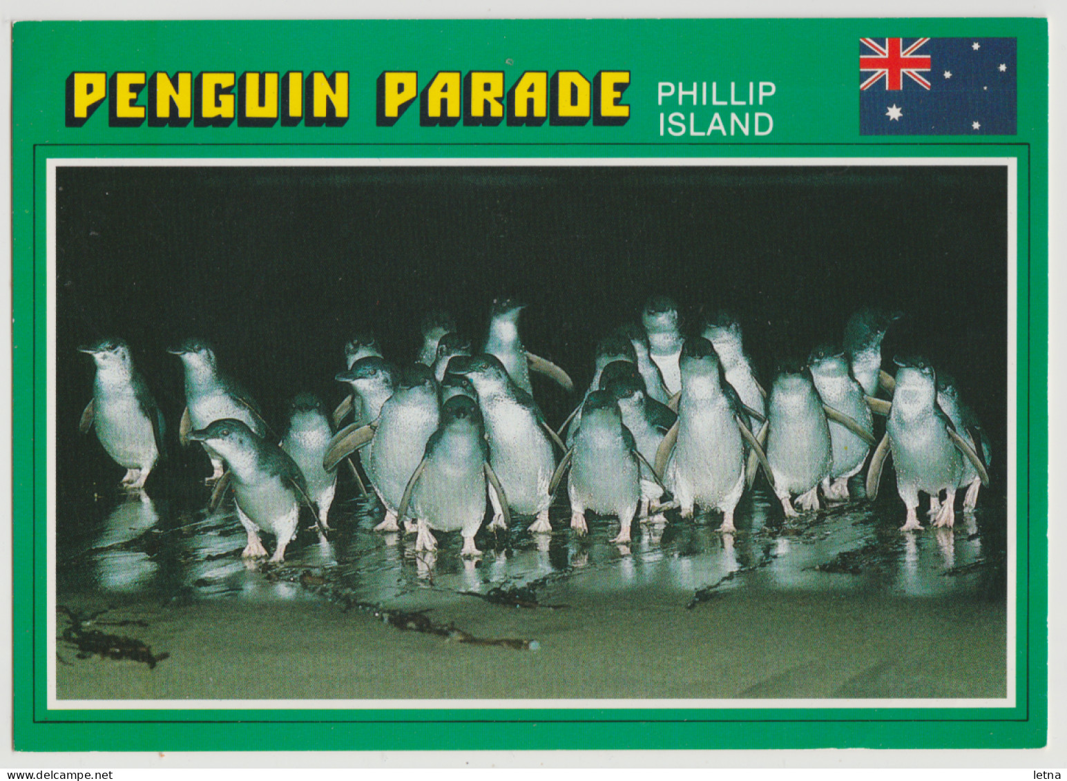 Australia VICTORIA VIC Penguins Summerland Beach PHILLIP ISLAND Scancolor 4113 Postcard C1980s - Altri & Non Classificati