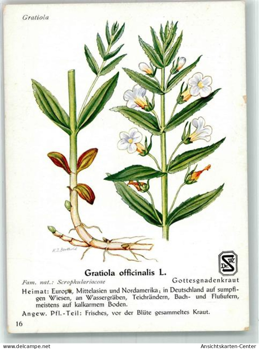39677602 - Homoeopathie Gratiola Officinalis L. Gottesgnadenkraut Sign. Berthold H.J. Kuenstlerkarte  Nr.16 - Santé