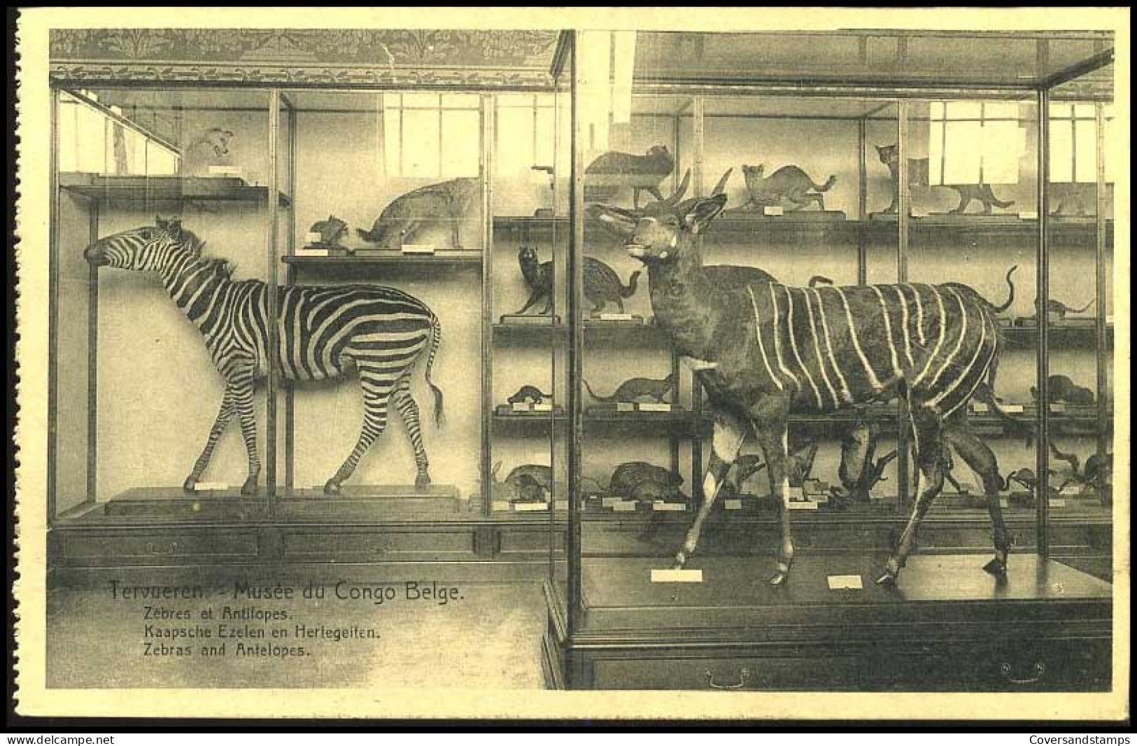 Tervueren - Musée Du Congo  - Zèbres Et Antilopes / Kaapsche Ezelen En Hertegeiten - Tervuren