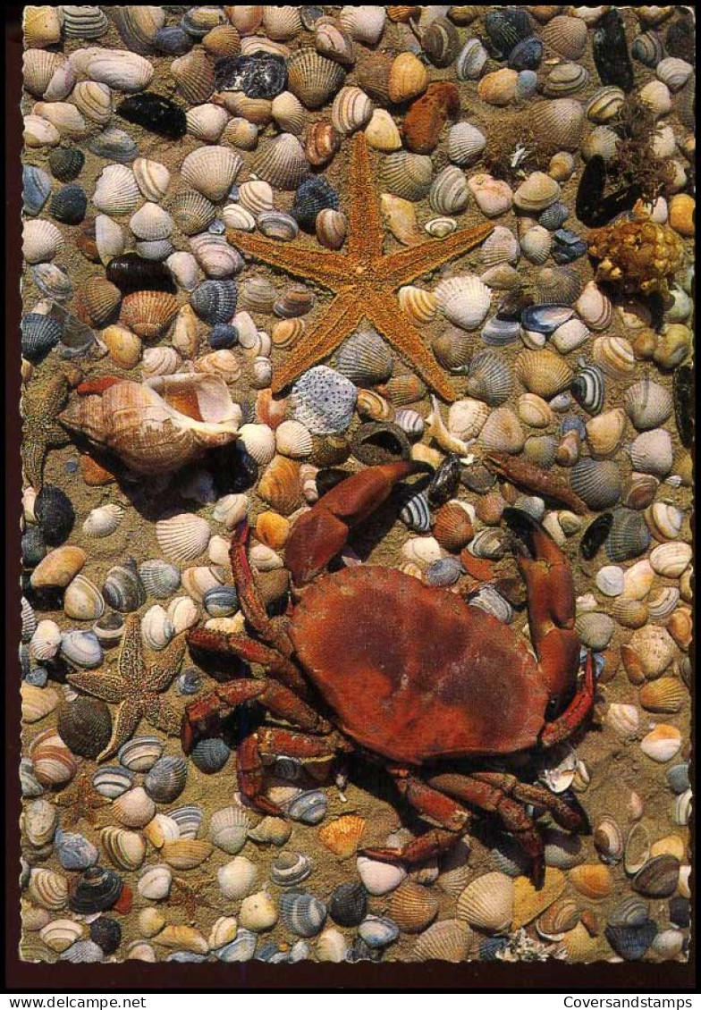 Krab - Zeester : Groeten Van De Belgische Kust - Pescados Y Crustáceos