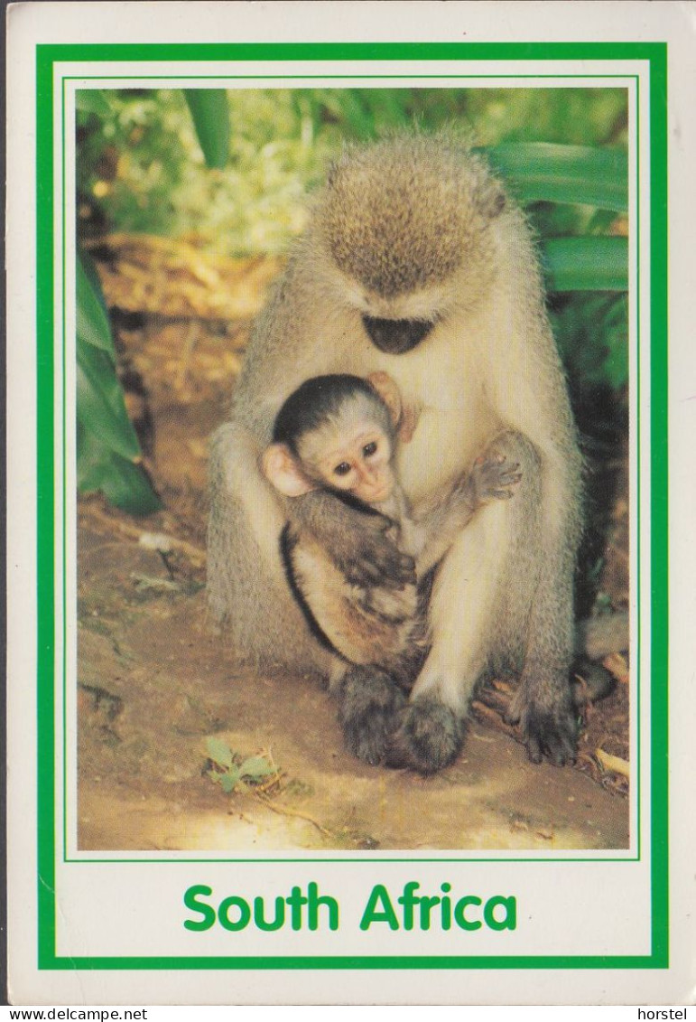 South Africa - Monkey And Baby - 2x Nice Stamps "Animal" - South Africa